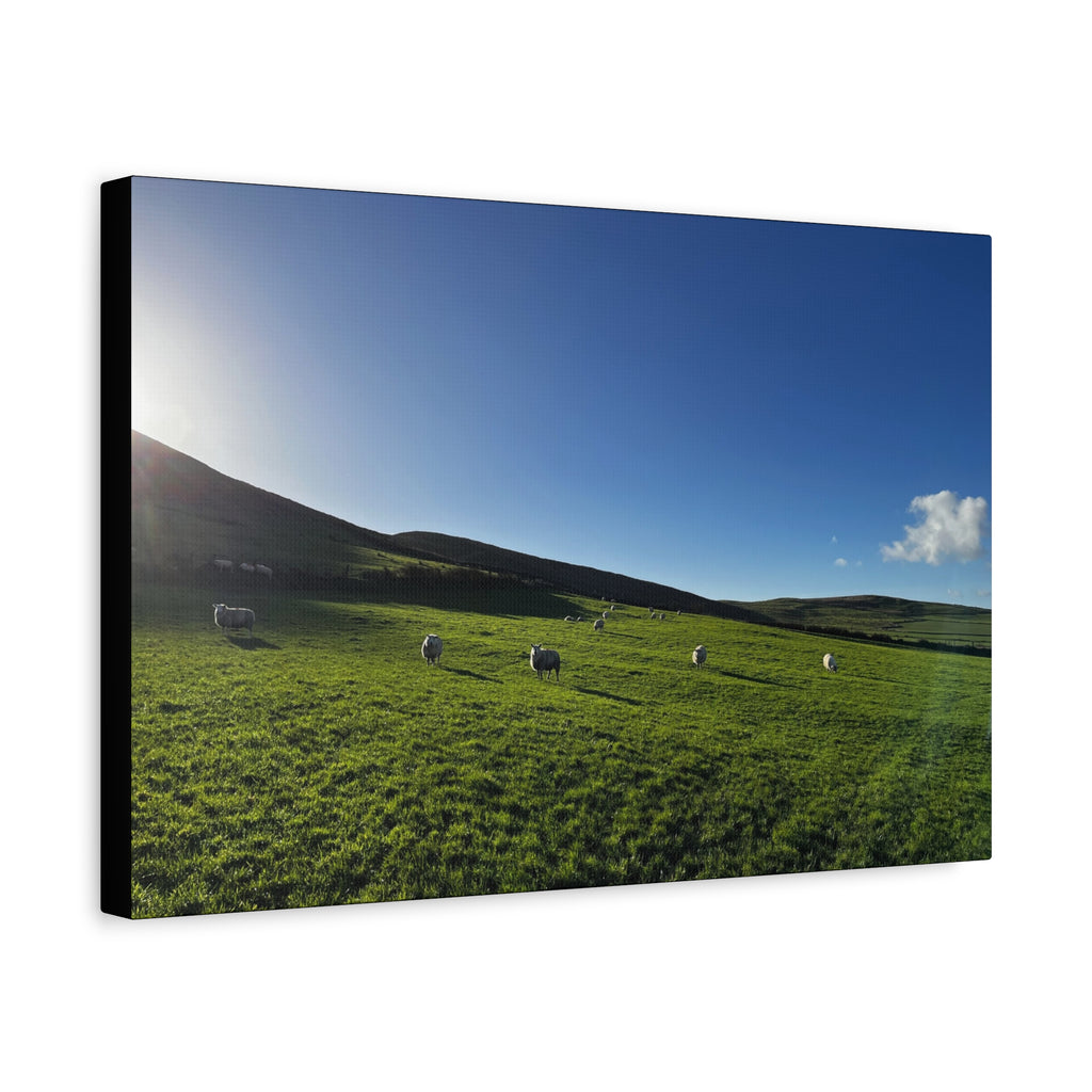 Irish sheep Pasture Canvas Print — Sheep Landscape Matte Stretched Wall Art
