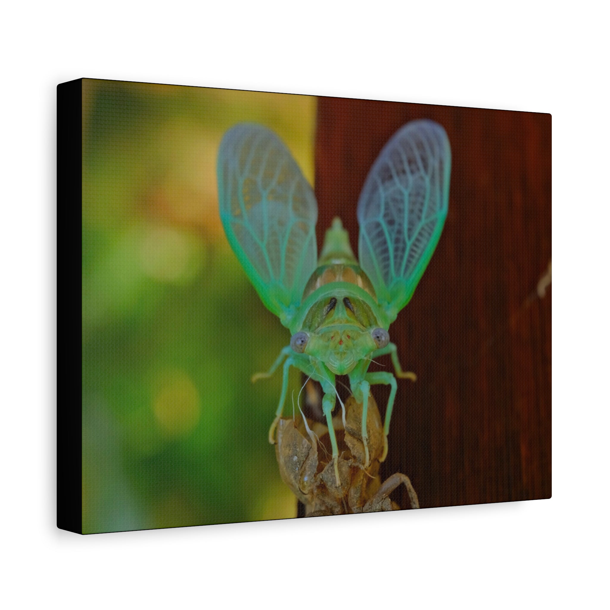 The Cutest Green Cicada Canvas Print - Matte Stretched Wall Art