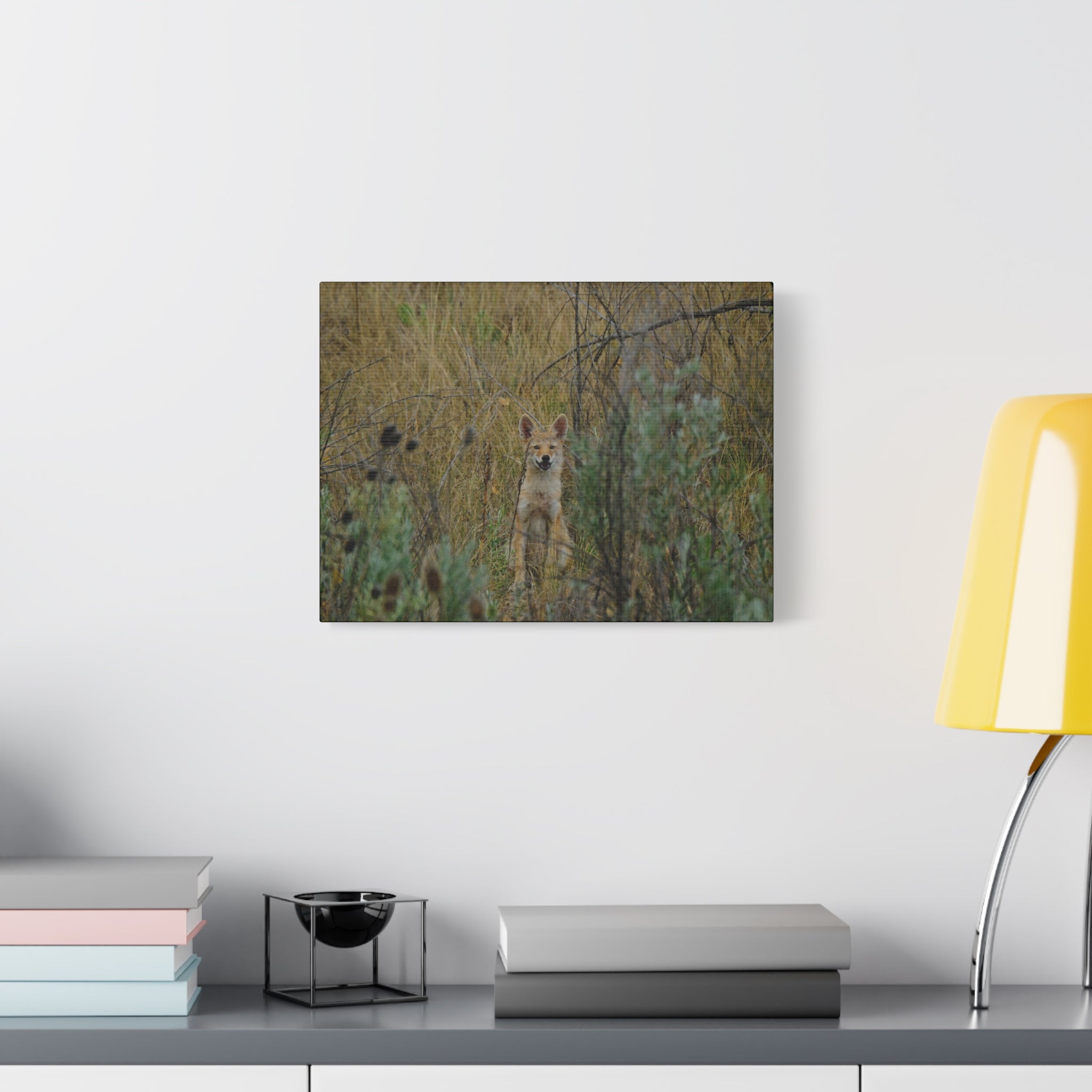 Friendly Face In The Wild - Coyote in Tall Grass Matte Canvas Wall Art