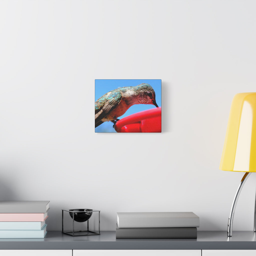 Hummingbird Close Up Canvas Print — Stretched Matte Wall Art
