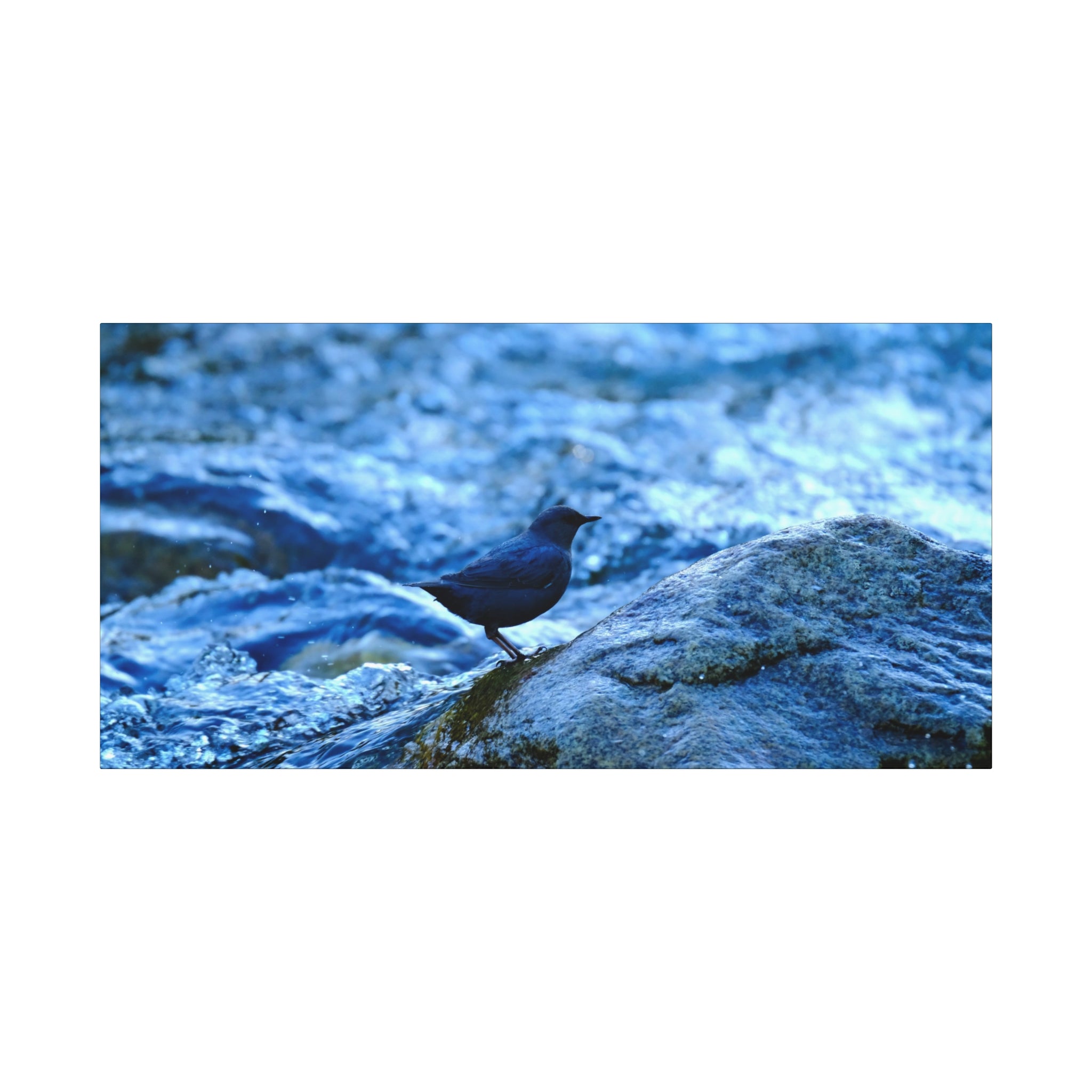 Dipper on Rapids Matte Stretched Canvas Wall Art