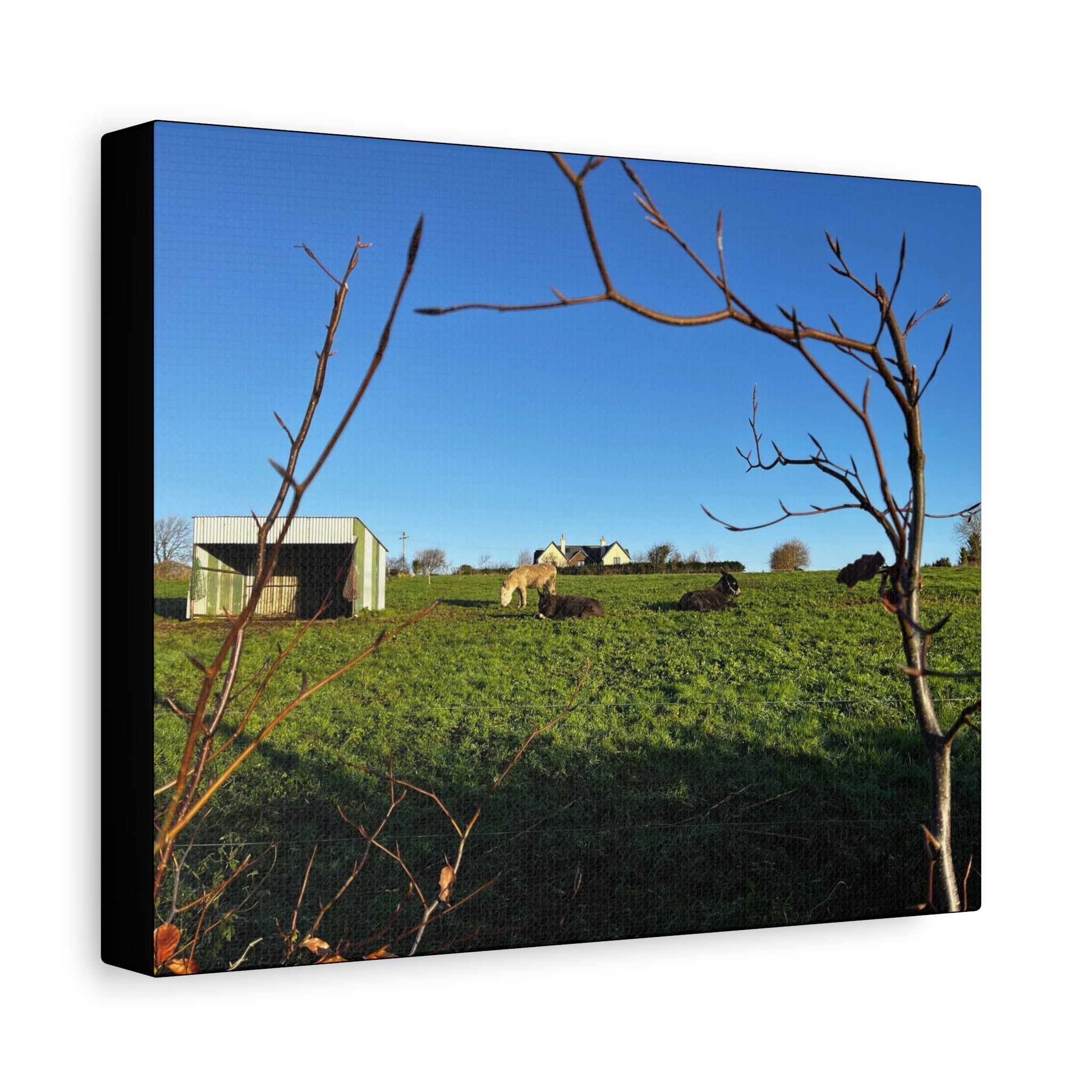 Irish Country Pasture Canvas Print — Matte Stretched Wall Art