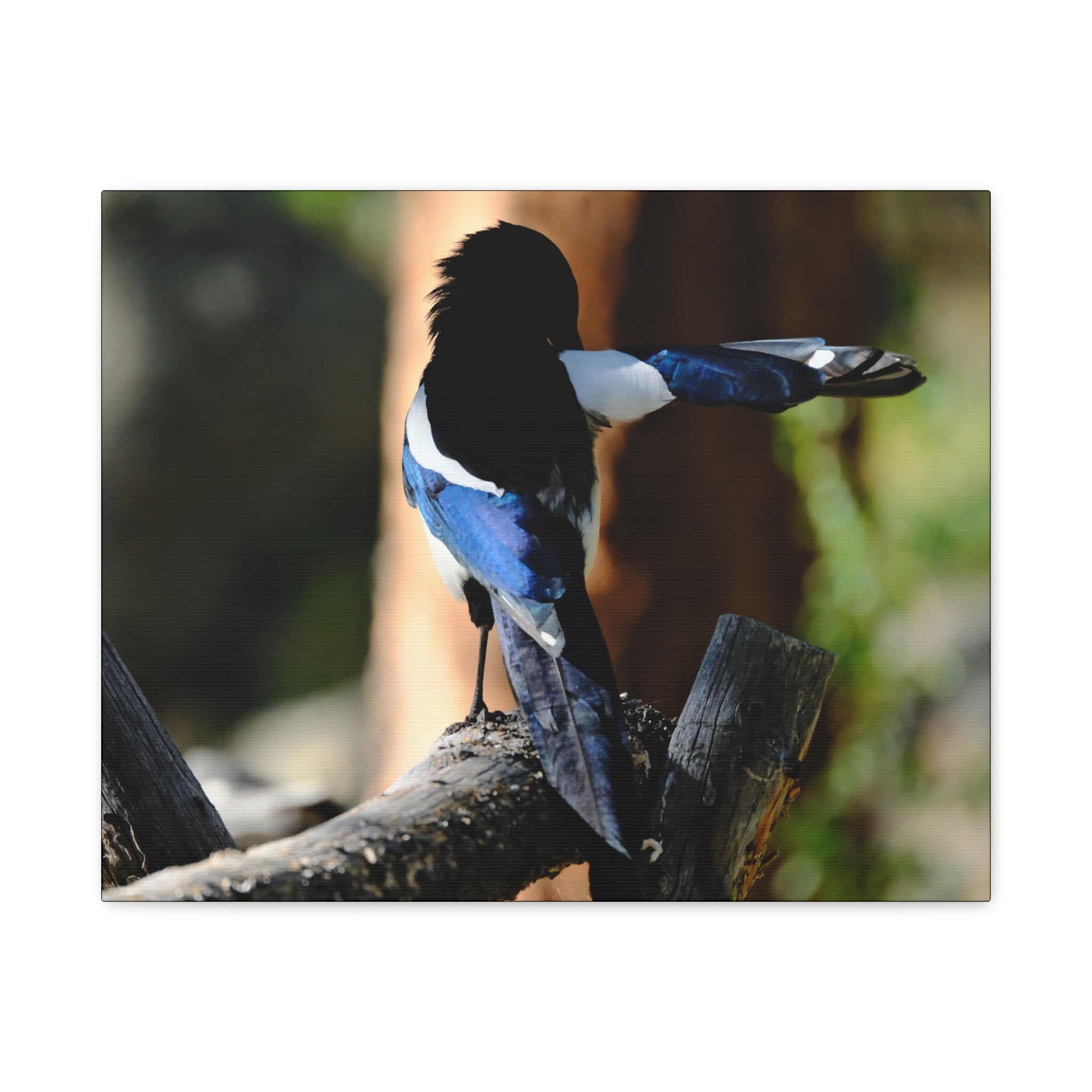 Black-billed Magpie Wildlife Canvas Print — Matte Stretched Wall Art