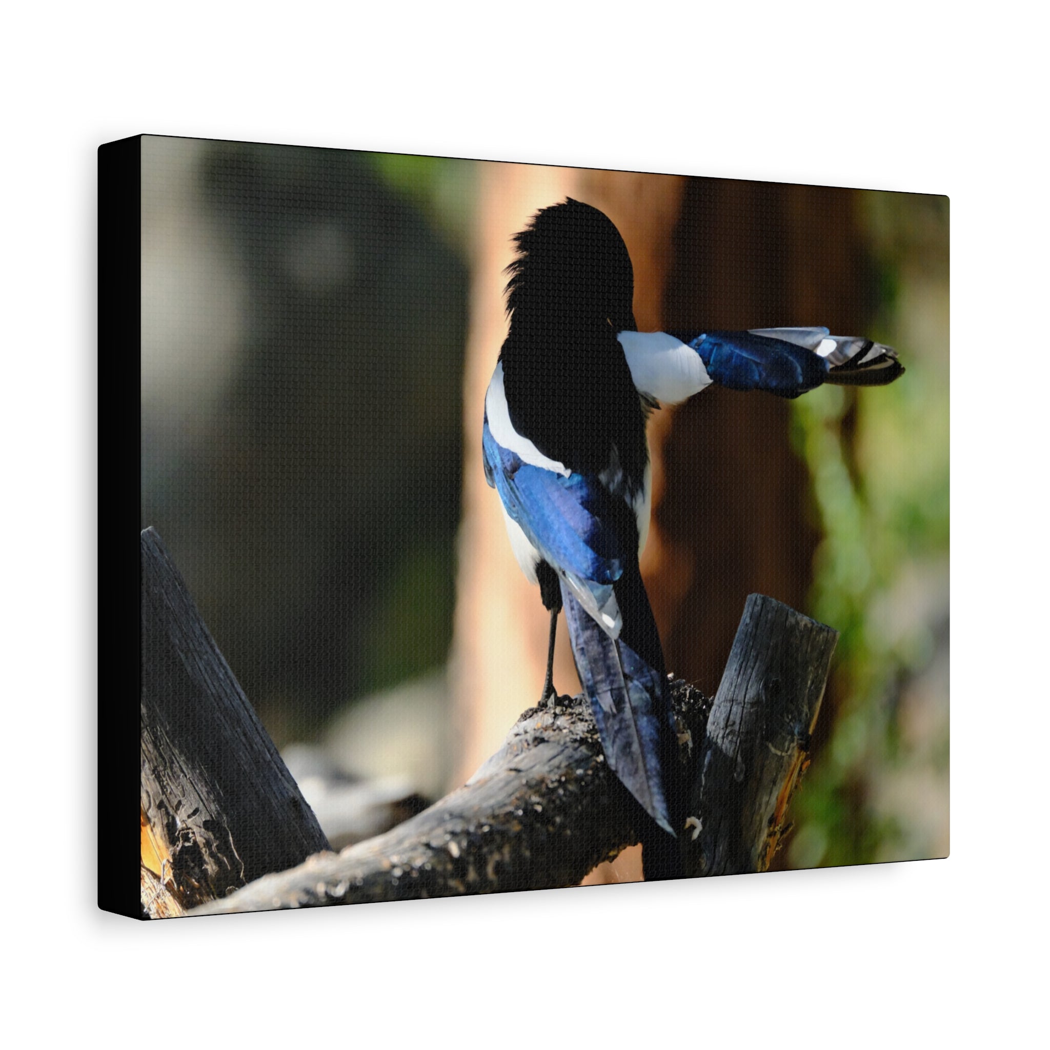 Black-billed Magpie Wildlife Canvas Print — Matte Stretched Wall Art