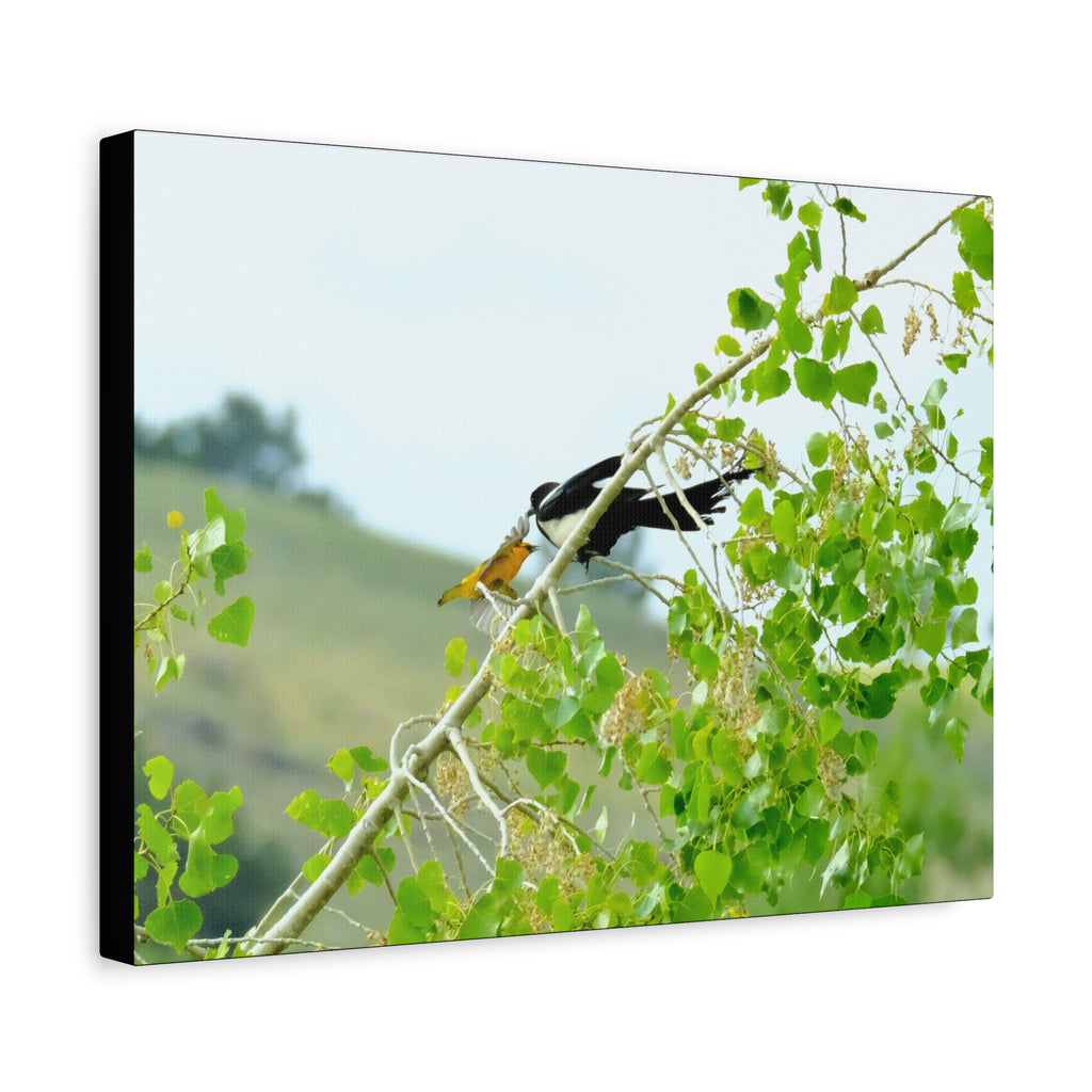 Oriole & Magpie Battle on an Aspen Branch - Matte Stretched Canvas Wall Art