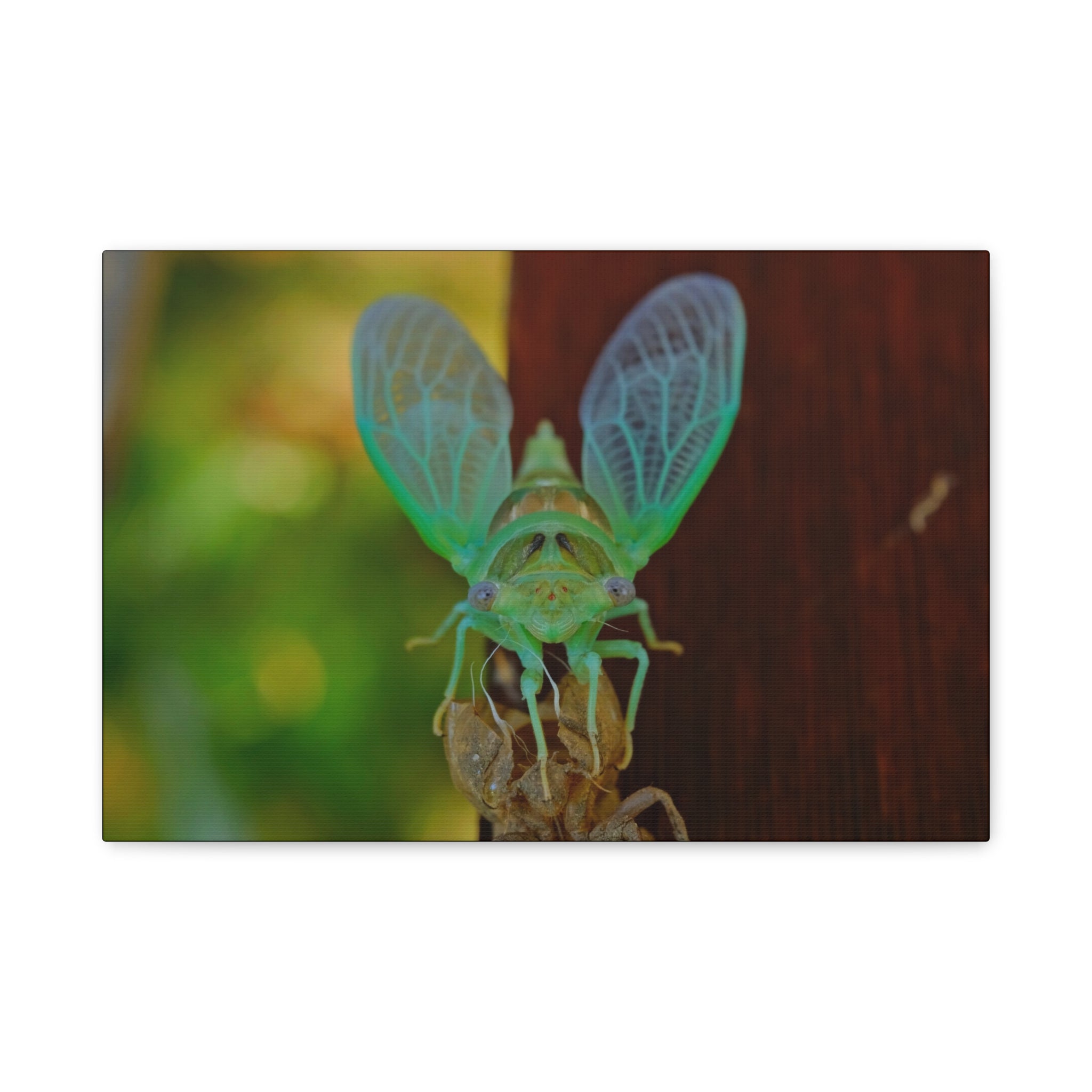The Cutest Green Cicada Canvas Print - Matte Stretched Wall Art