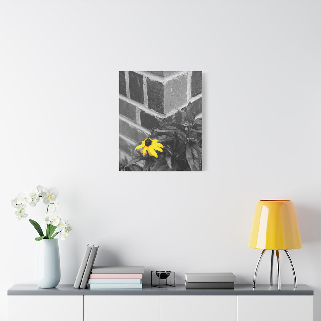 Yellow Daisy on Brick Matte Canvas Print — Stretched Wall Art