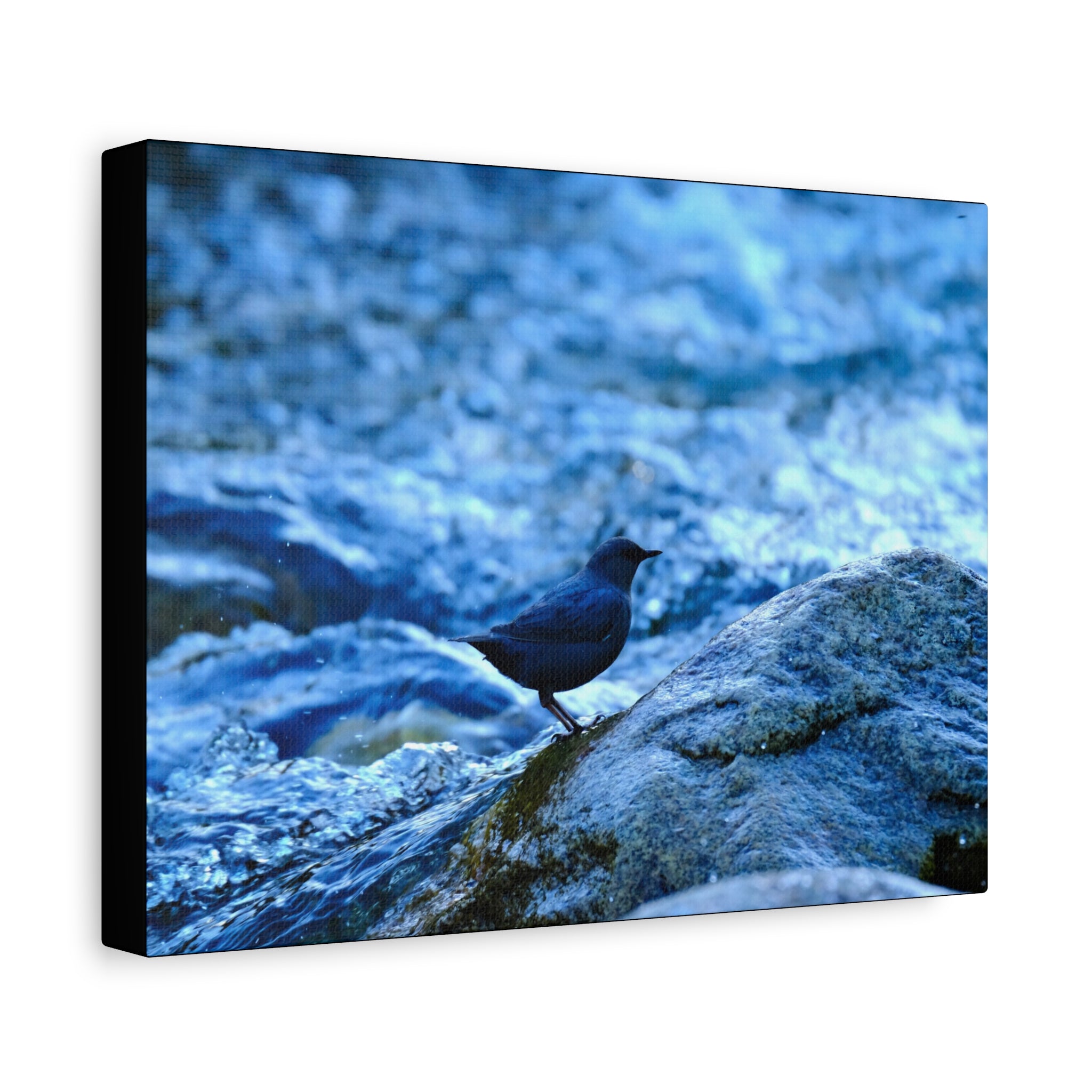 Dipper on Rapids Matte Stretched Canvas Wall Art