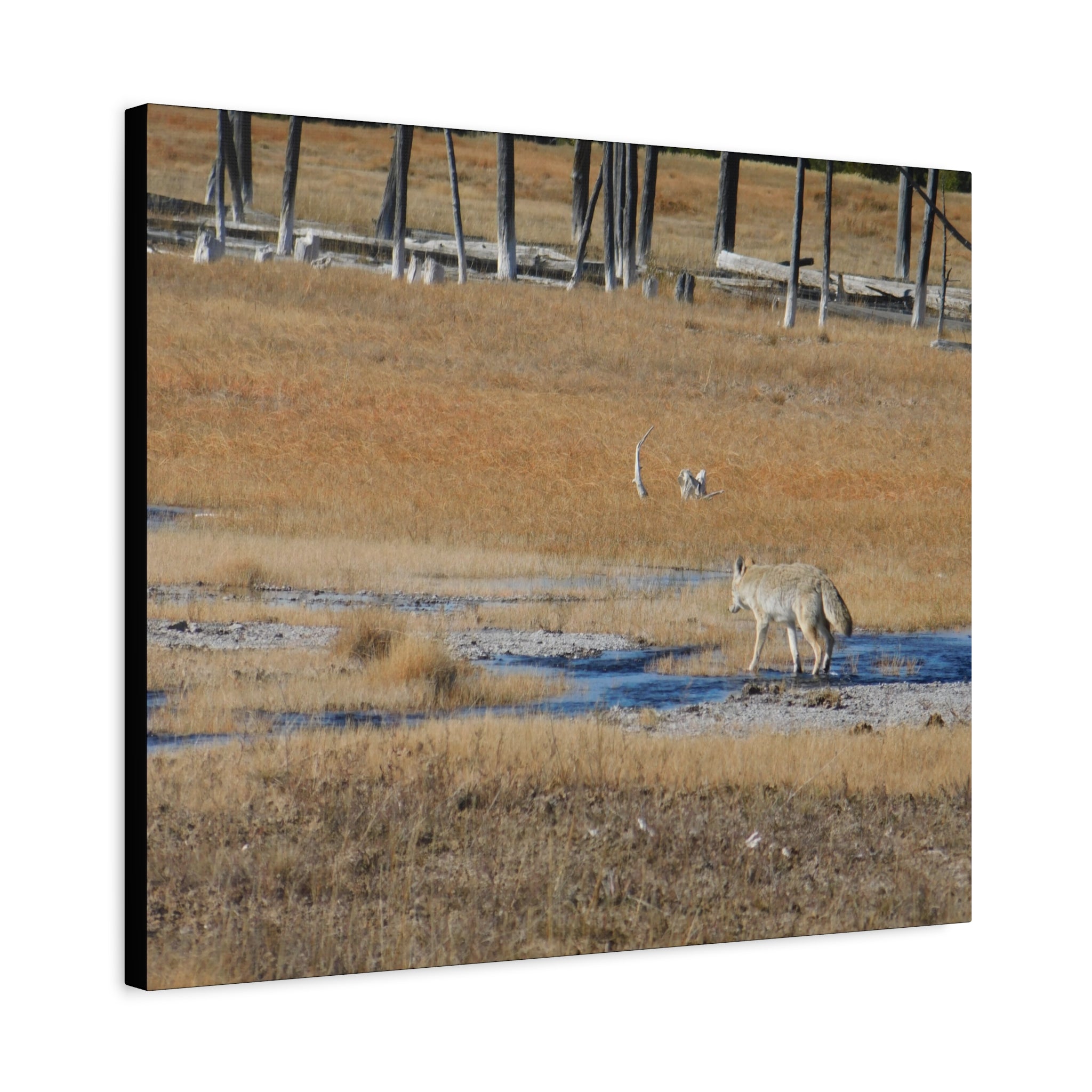 Coyote Canvas Wall Art — Wildlife Landscape Matte Stretched Print