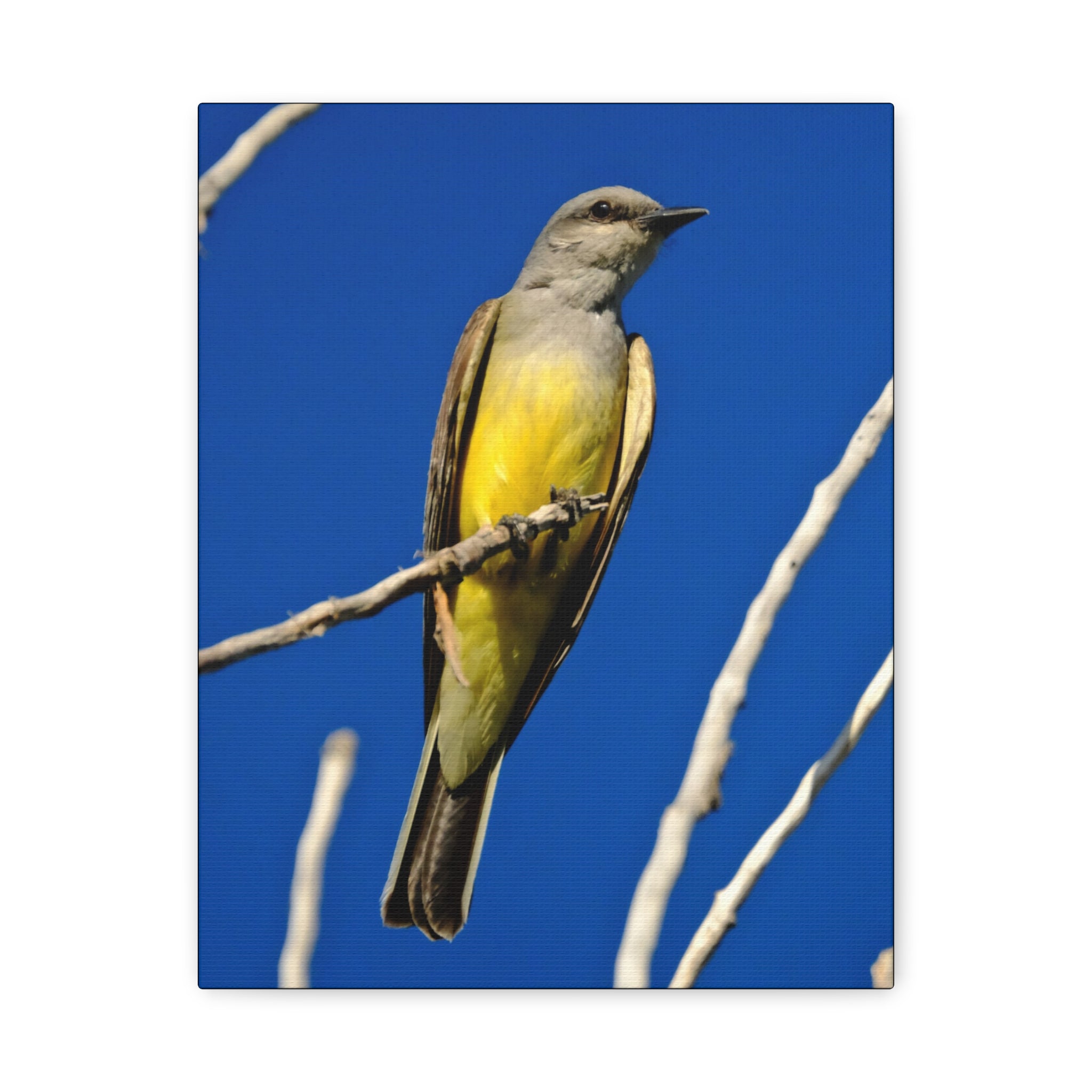 Western King Bird Canvas Print – Yellow & Gray Wildlife Wall Art