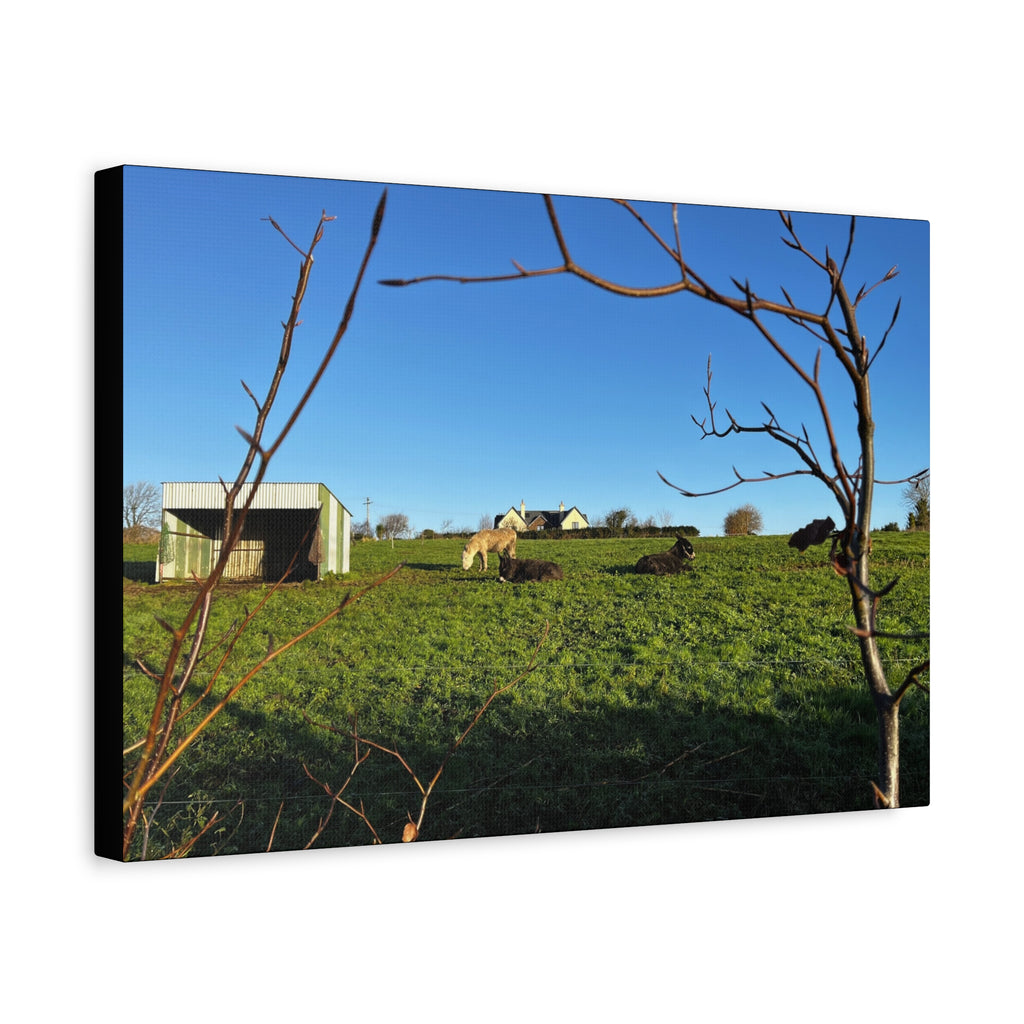 Irish Country Pasture Canvas Print — Matte Stretched Wall Art