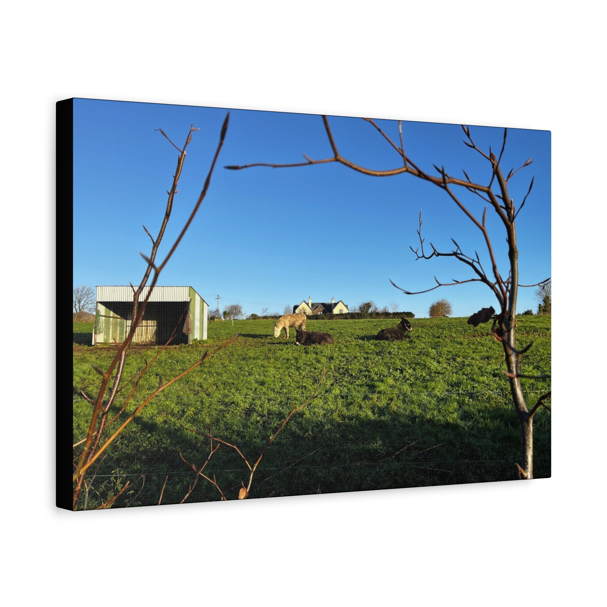 Irish Country Pasture Canvas Print — Matte Stretched Wall Art