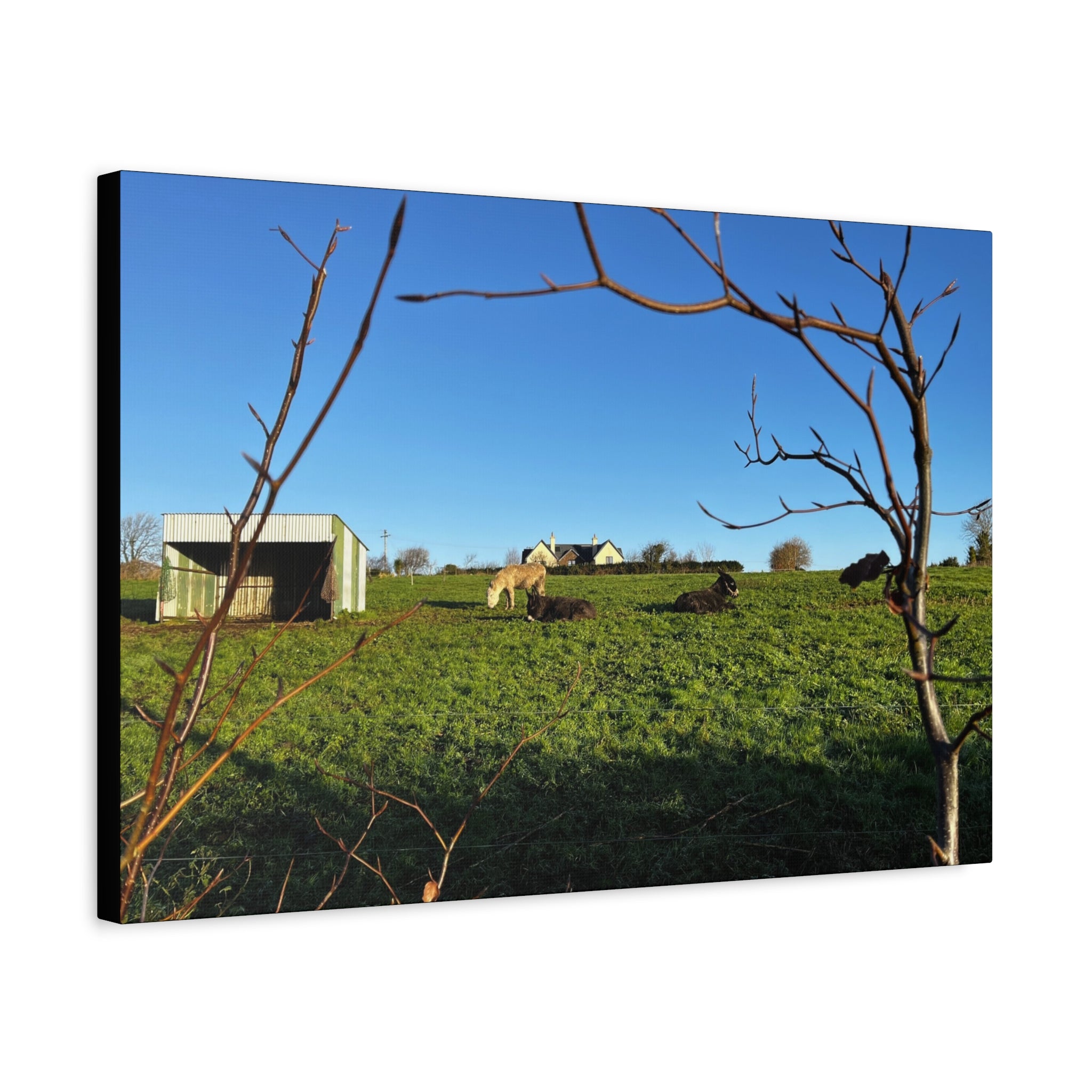Irish Country Pasture Canvas Print — Matte Stretched Wall Art