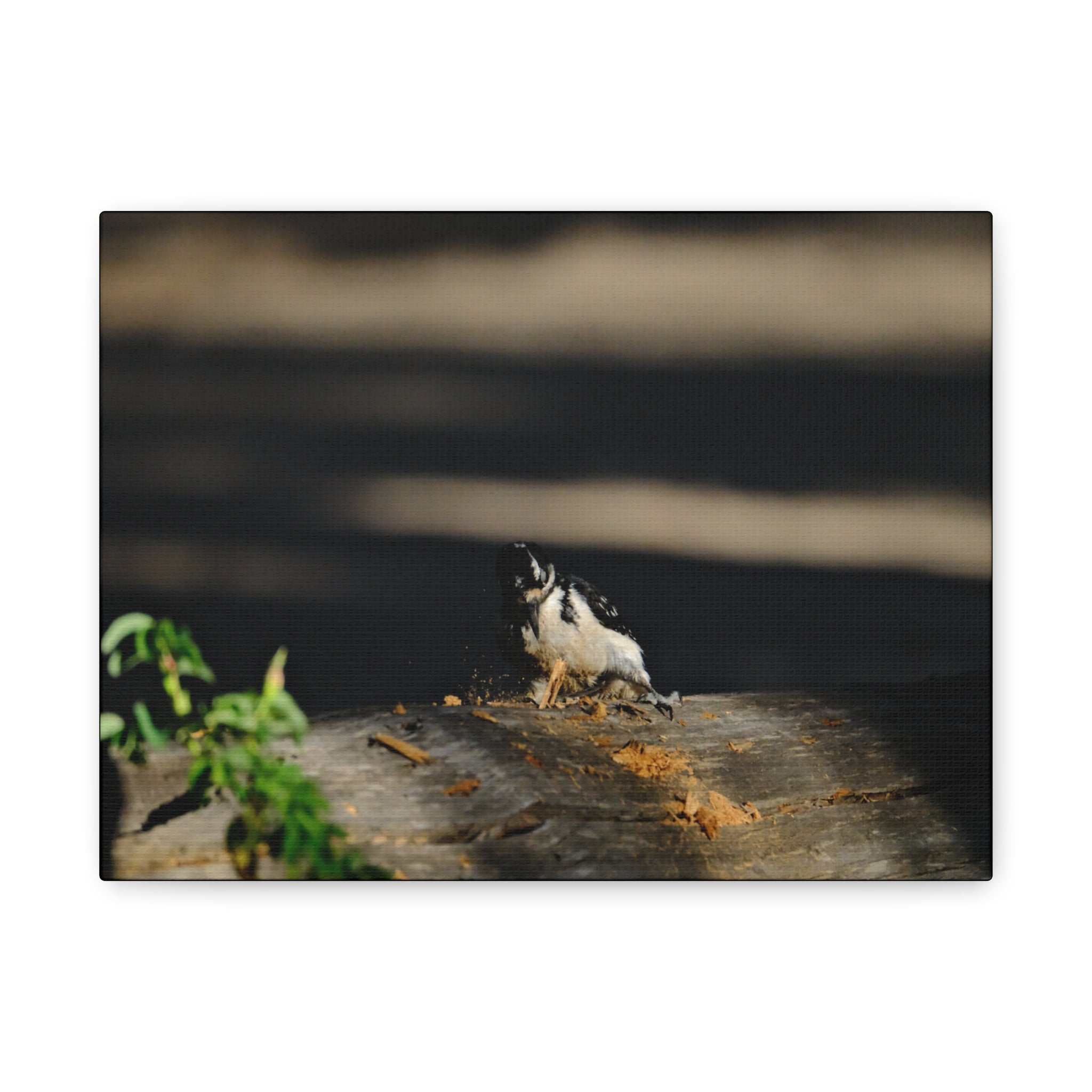 American Three-toed Woodpecker Hard At Work Canvas Wall Art