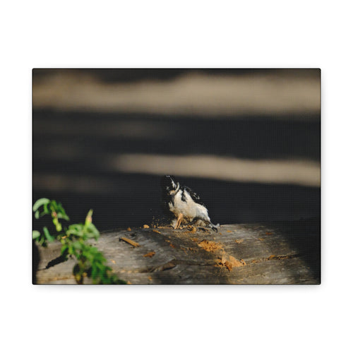 American Three-toed Woodpecker Hard At Work Canvas Wall Art