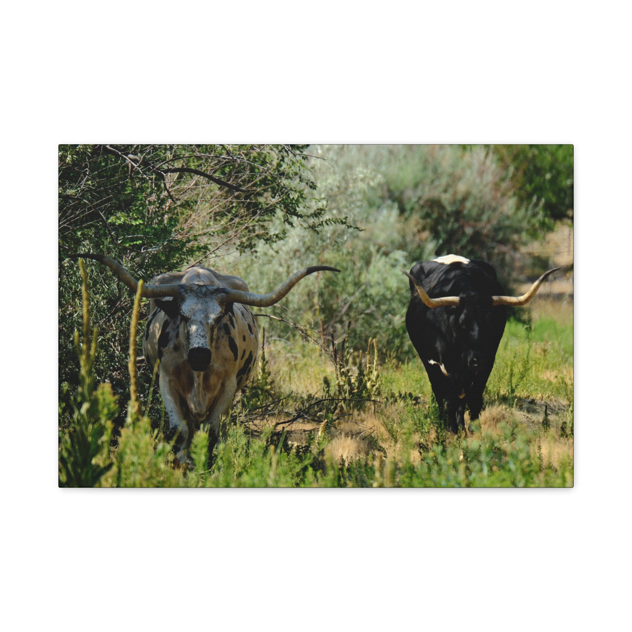 Long Horns on a Stroll - Matte Canvas, Stretched, 1.25"
