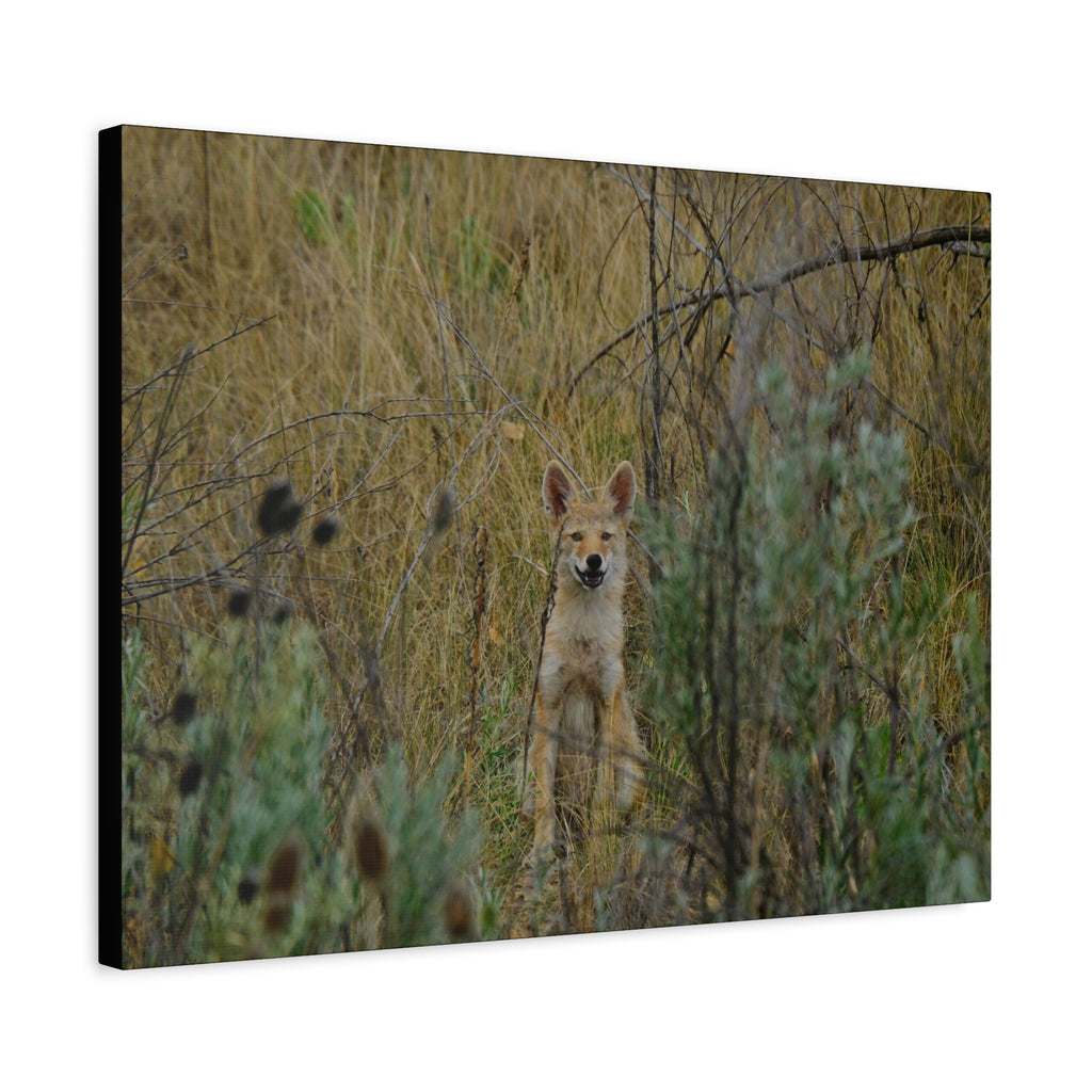 Friendly Face In The Wild - Coyote in Tall Grass Matte Canvas Wall Art