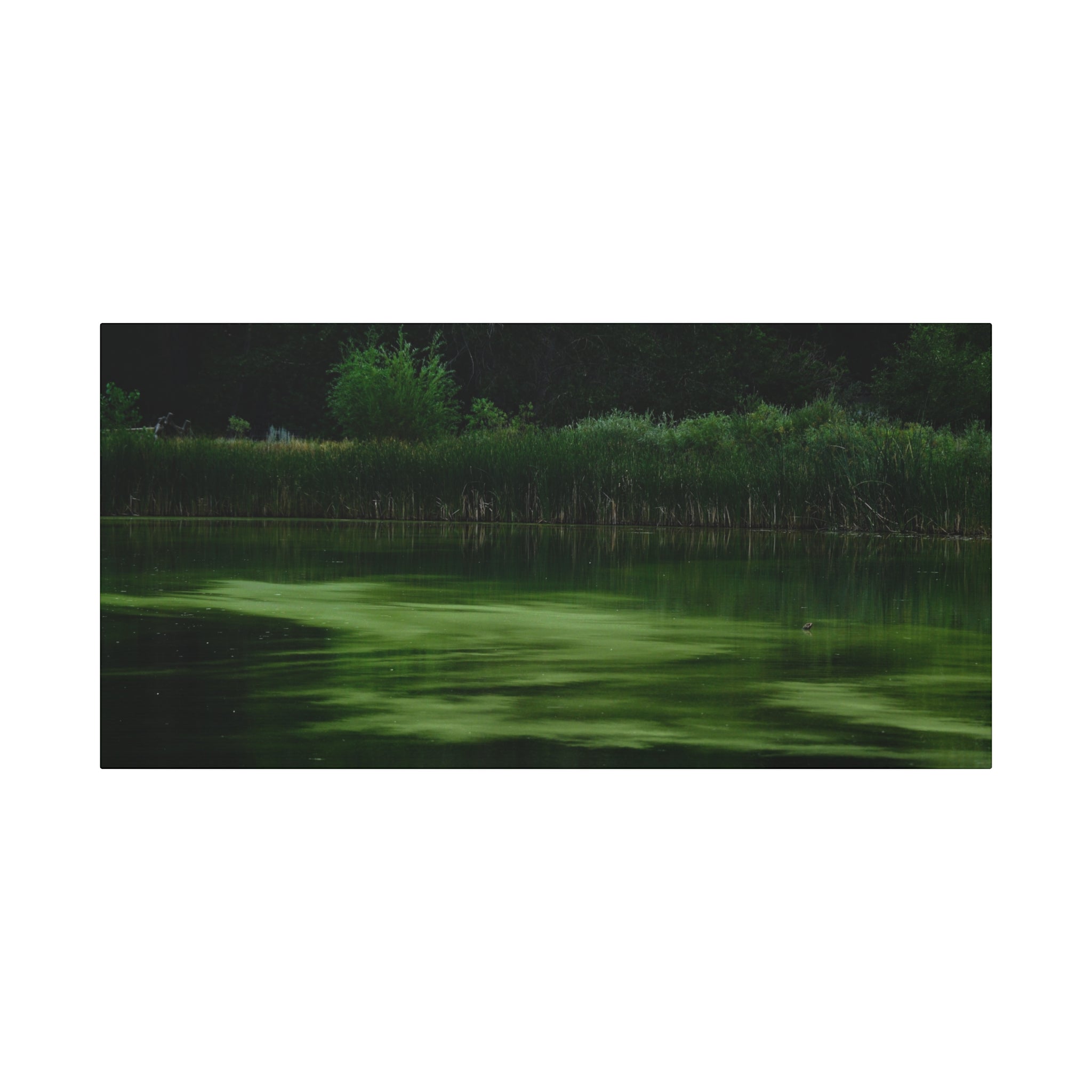 Not Your Average Bloom - Matte Canvas Wall Art Stretched 1.25"