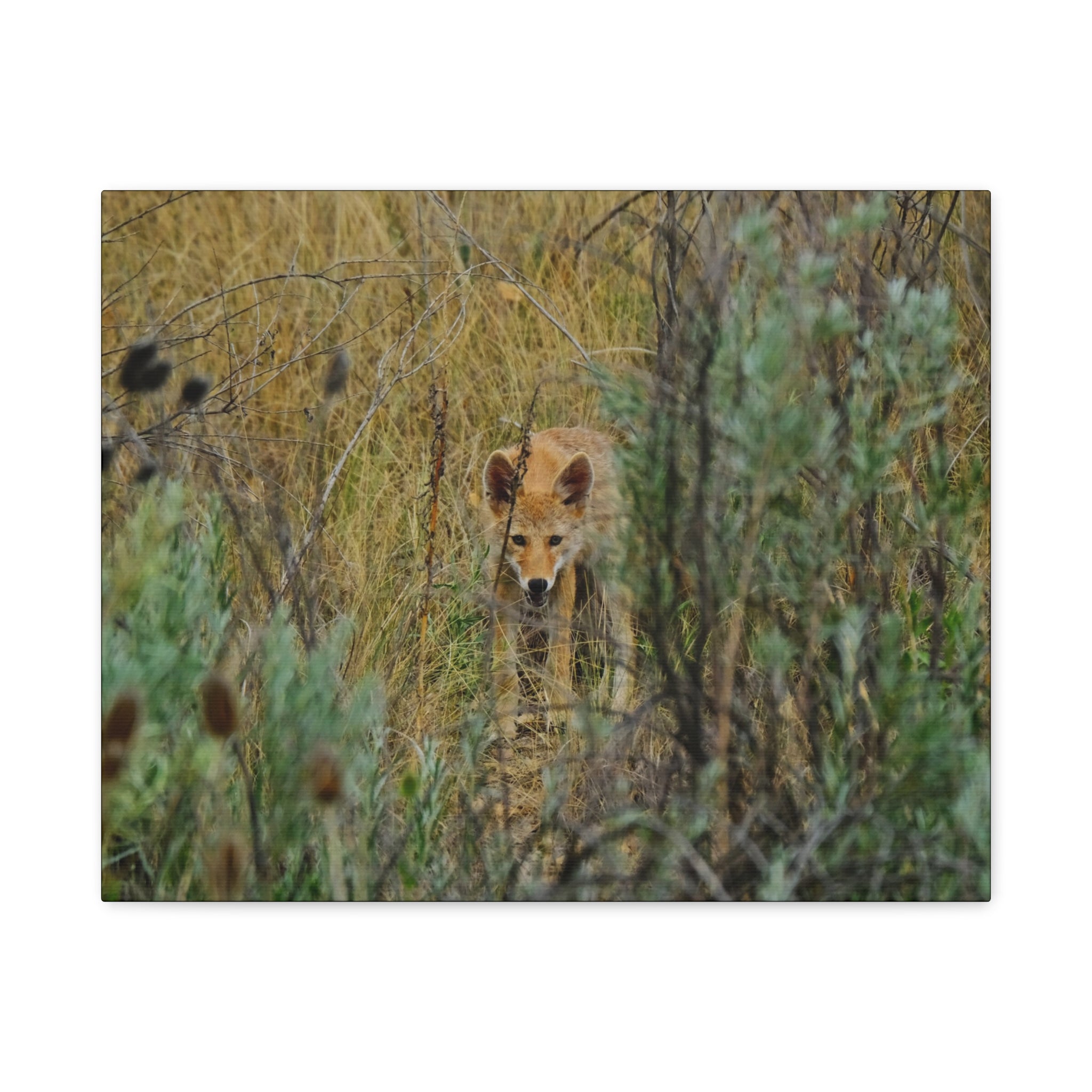 Coyote Pup Staring - Matte Stretched Canvas