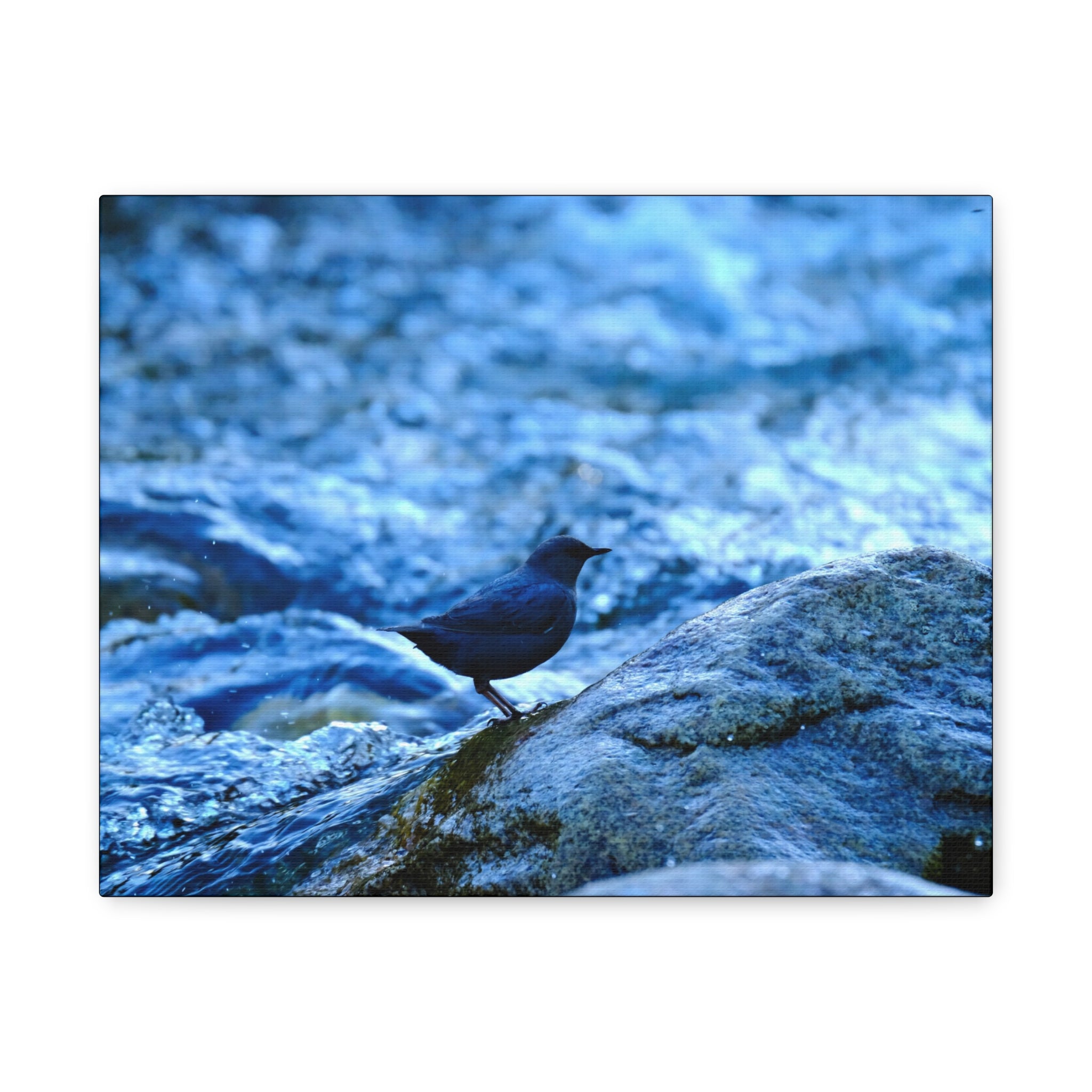 Dipper on Rapids Matte Stretched Canvas Wall Art