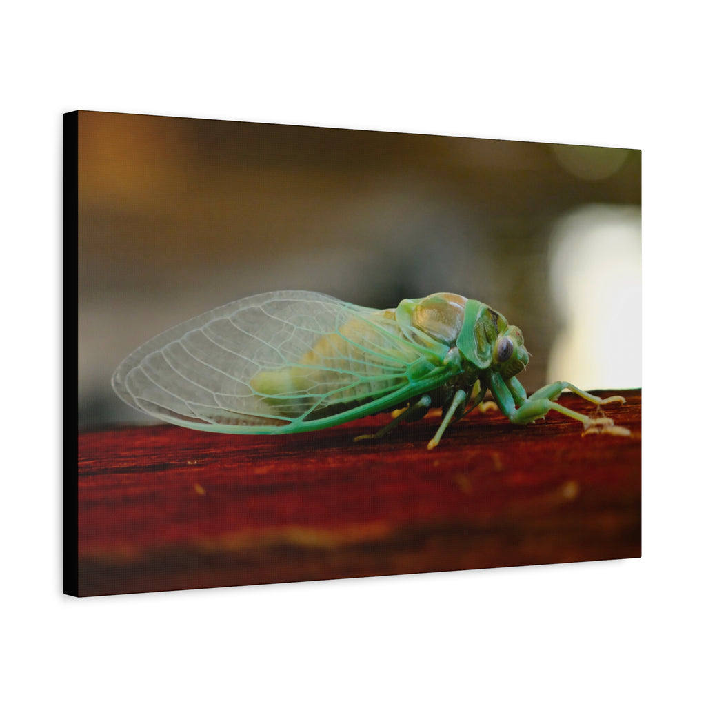 Cicada Close-Up Matte Canvas Print — Stretched 1.25" Nature Wall Art
