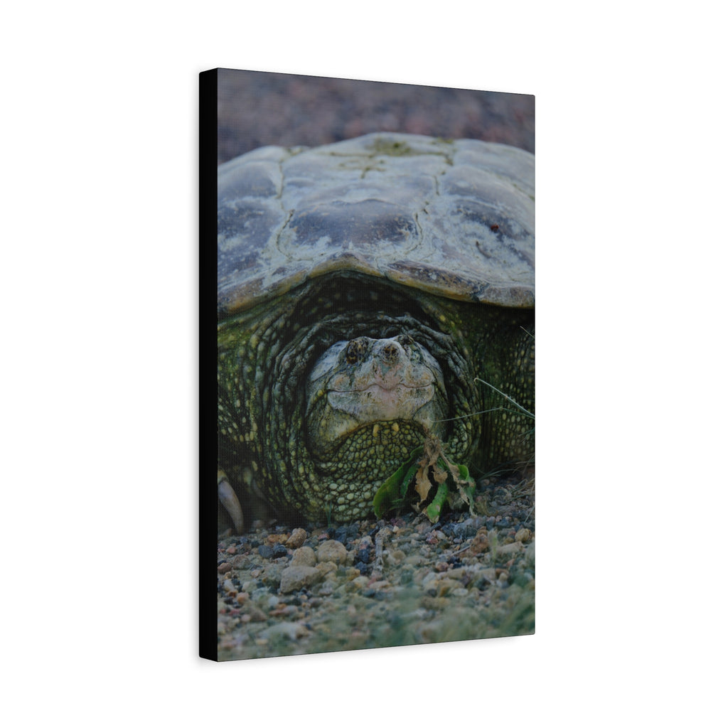 Snapping Turtle Matte Canvas Print – Wildlife Photography Wall Art
