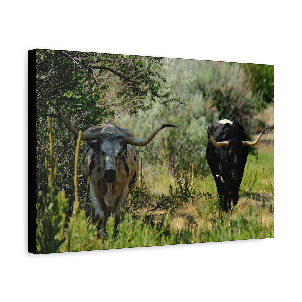 Long Horns on a Stroll - Matte Canvas, Stretched, 1.25"