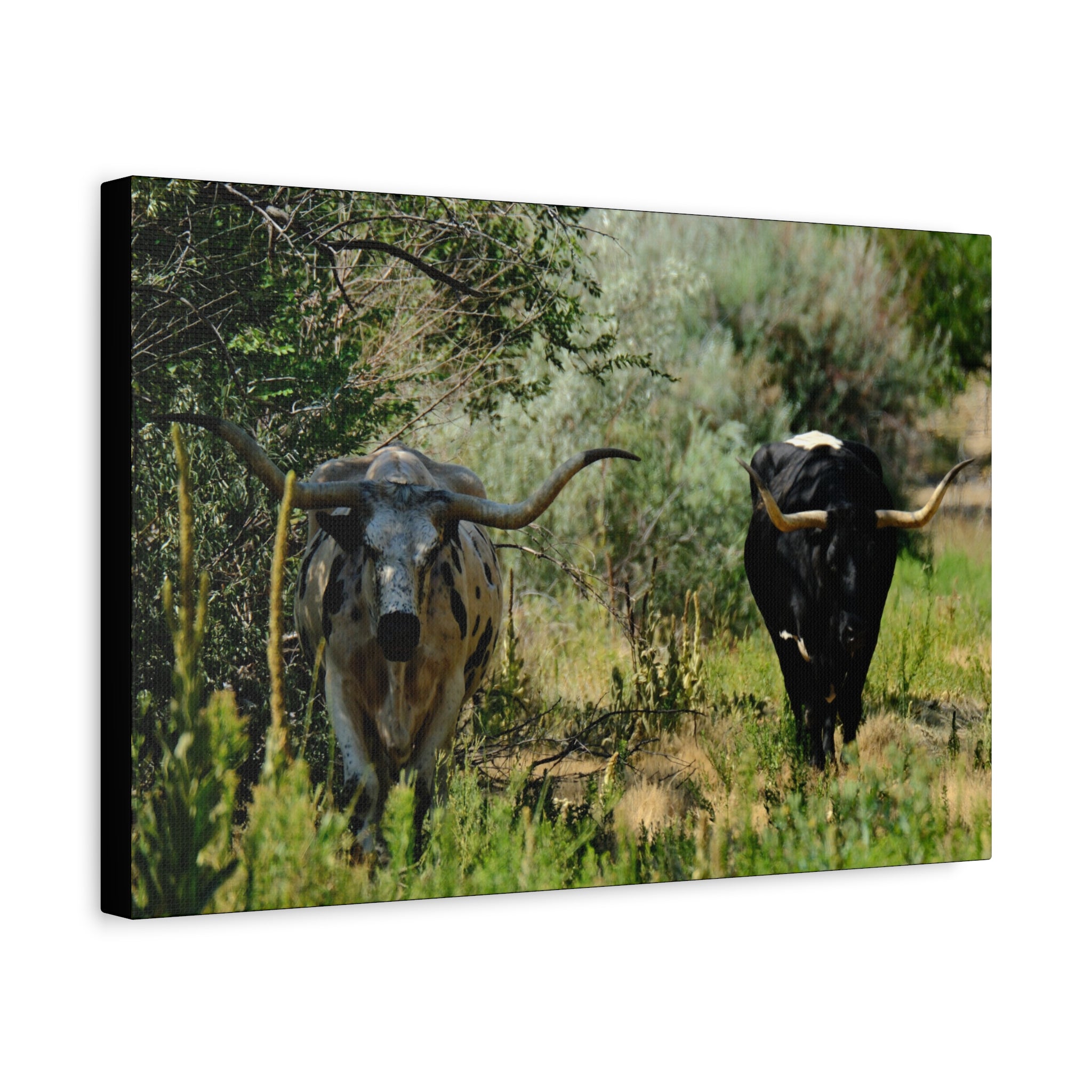 Long Horns on a Stroll - Matte Canvas, Stretched, 1.25"