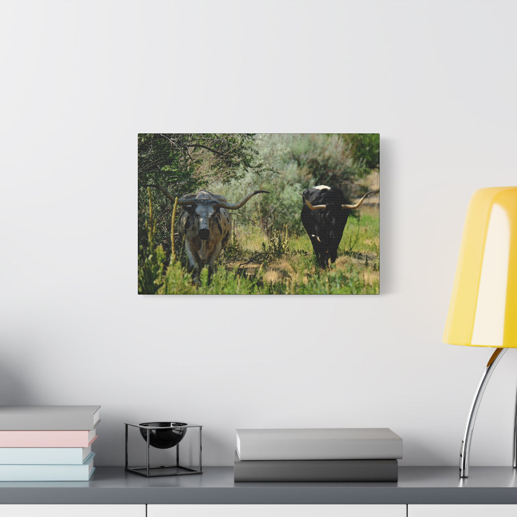 Long Horns on a Stroll - Matte Canvas, Stretched, 1.25"
