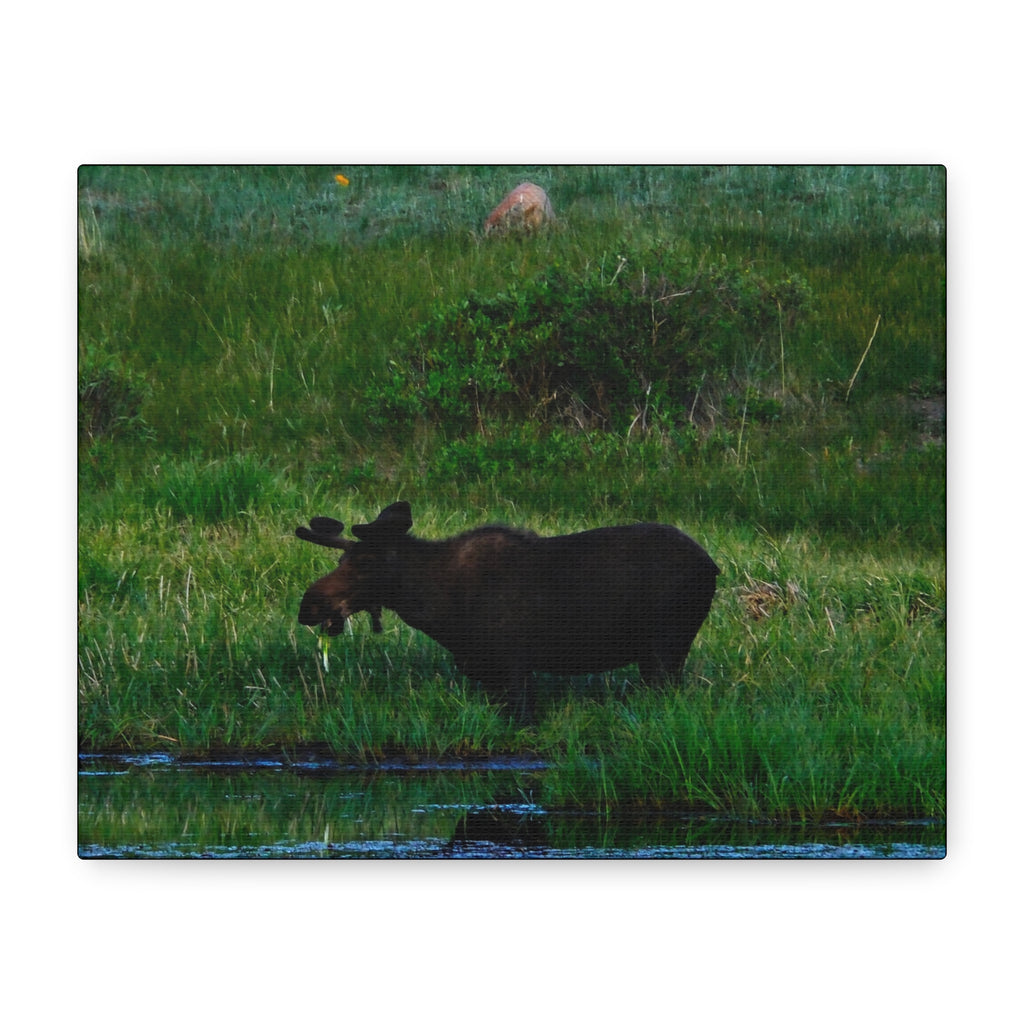 Munching Moose Matte Canvas Print — Stretched Wildlife Wall Art
