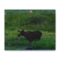 Munching Moose Matte Canvas Print — Stretched Wildlife Wall Art