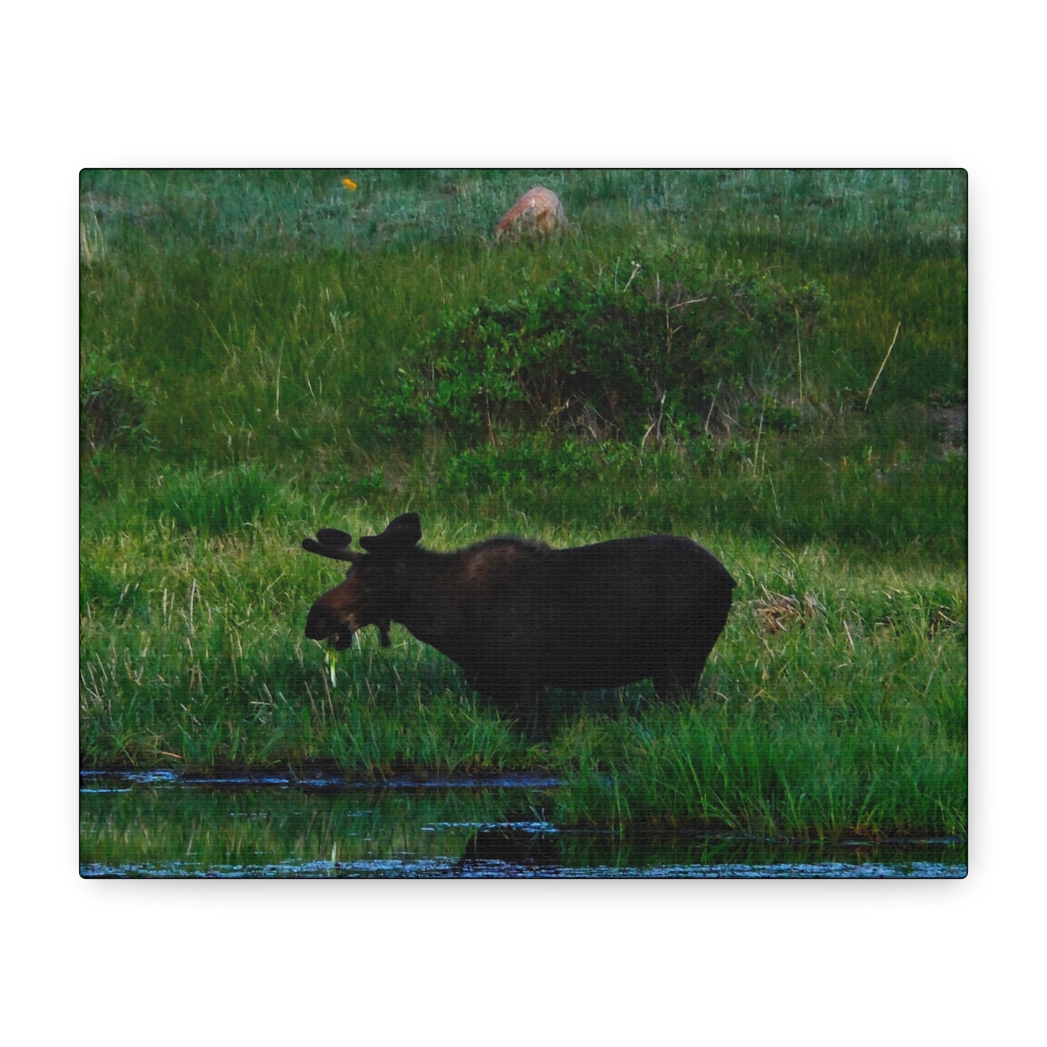 Munching Moose Matte Canvas Print — Stretched Wildlife Wall Art