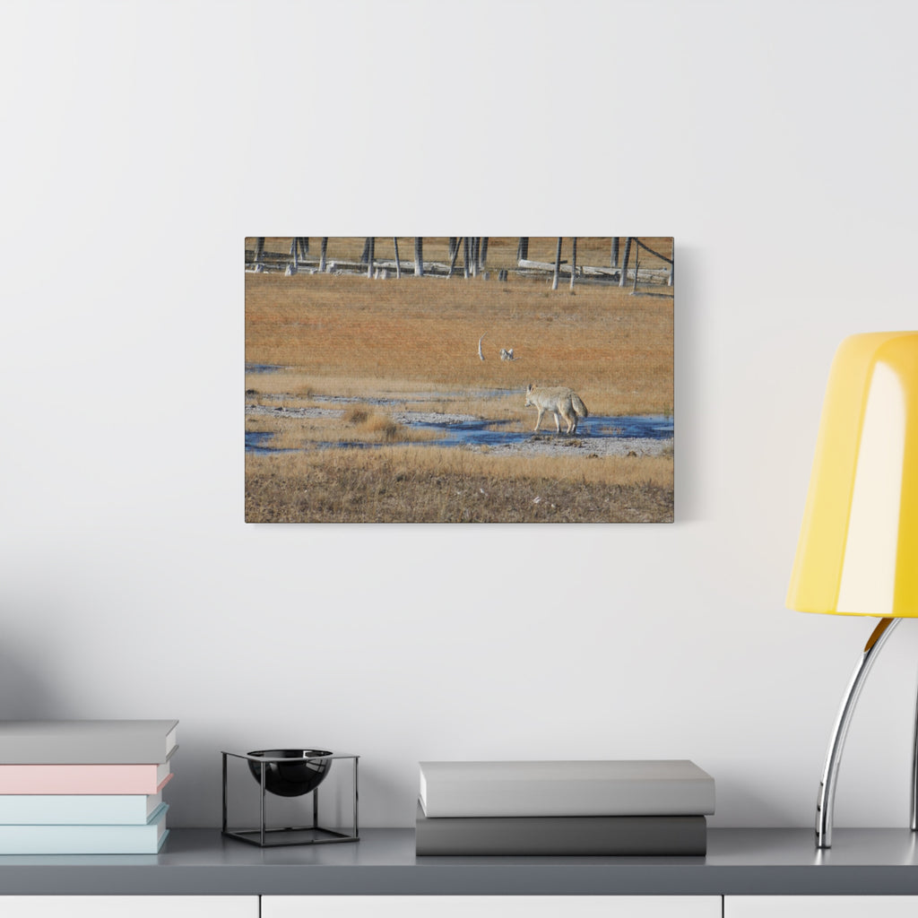Coyote Canvas Wall Art — Wildlife Landscape Matte Stretched Print