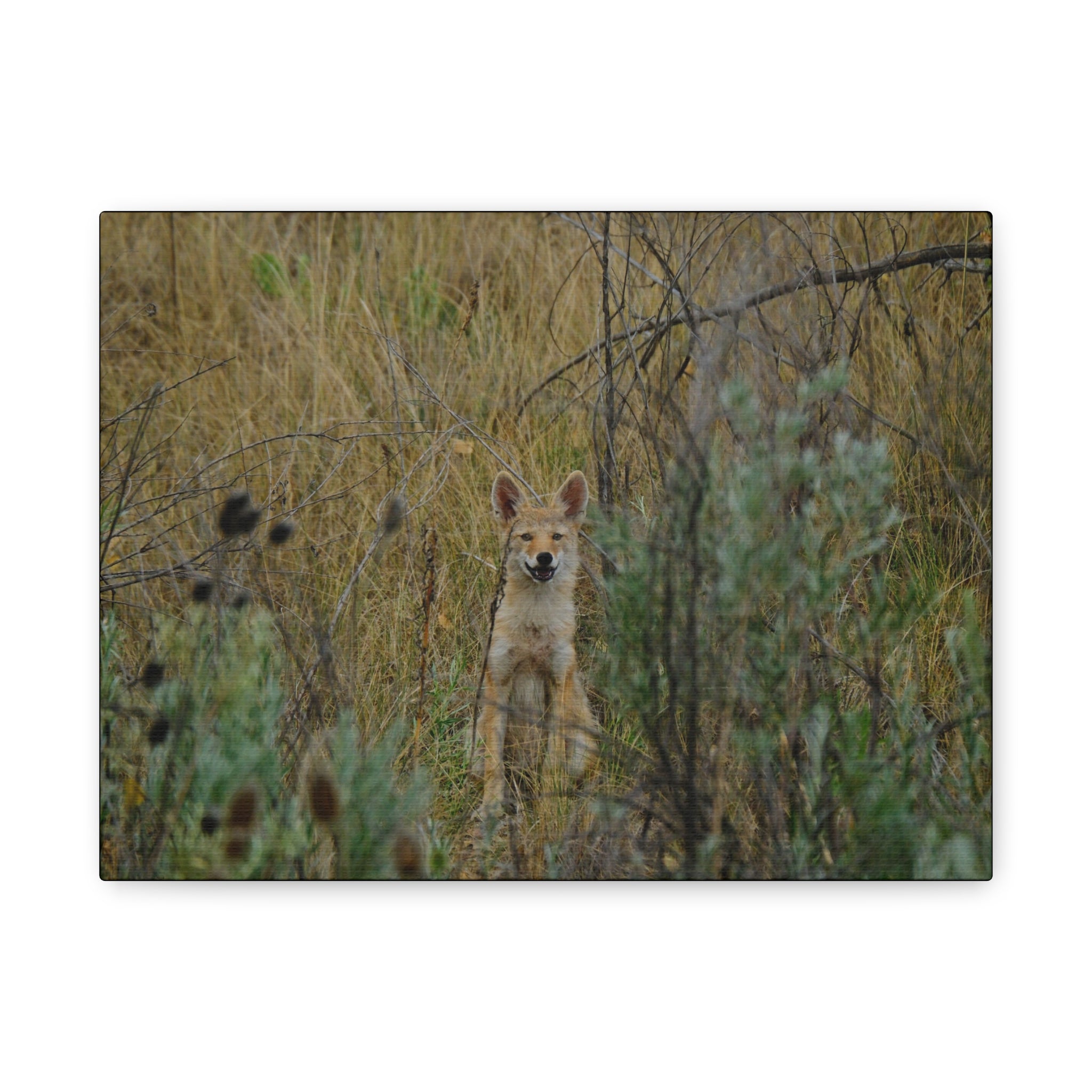 Friendly Face In The Wild - Coyote in Tall Grass Matte Canvas Wall Art