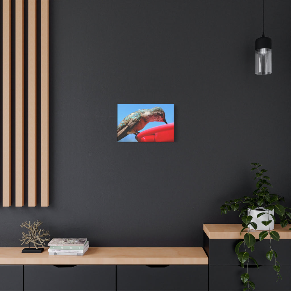 Hummingbird Close Up Canvas Print — Stretched Matte Wall Art