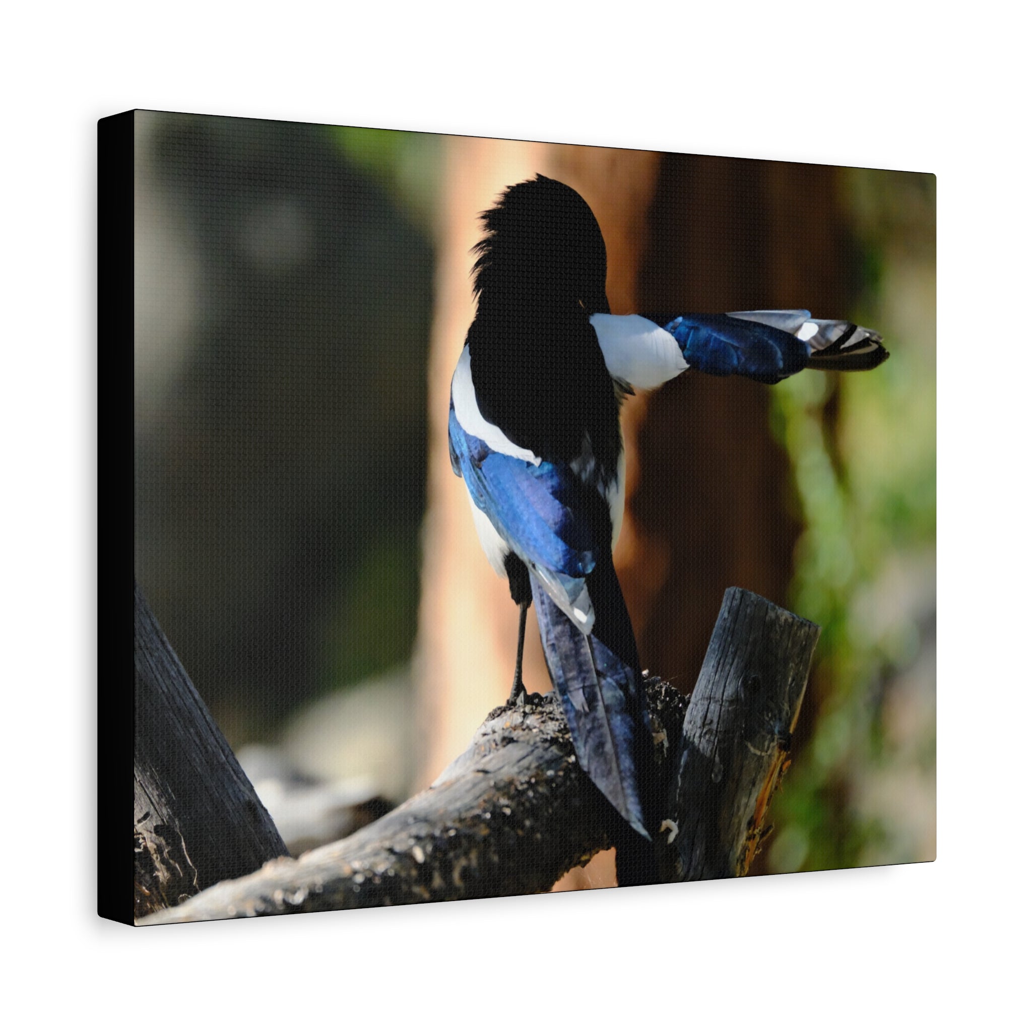 Black-billed Magpie Wildlife Canvas Print — Matte Stretched Wall Art