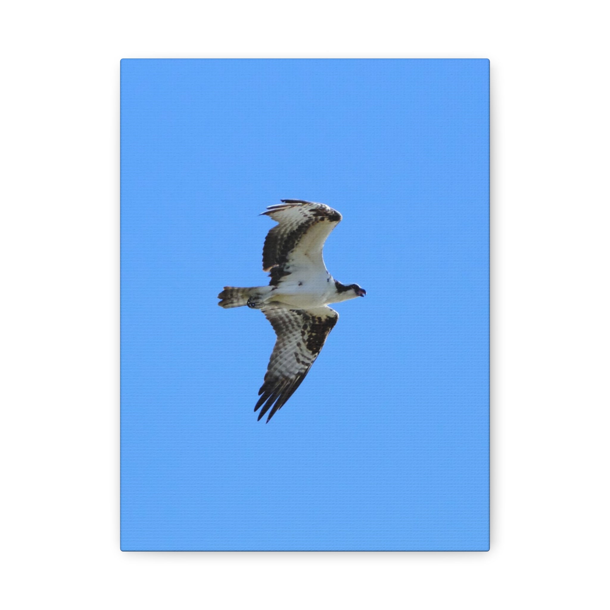 Osprey in Flight Matte Canvas Print — Stretched Wall Art
