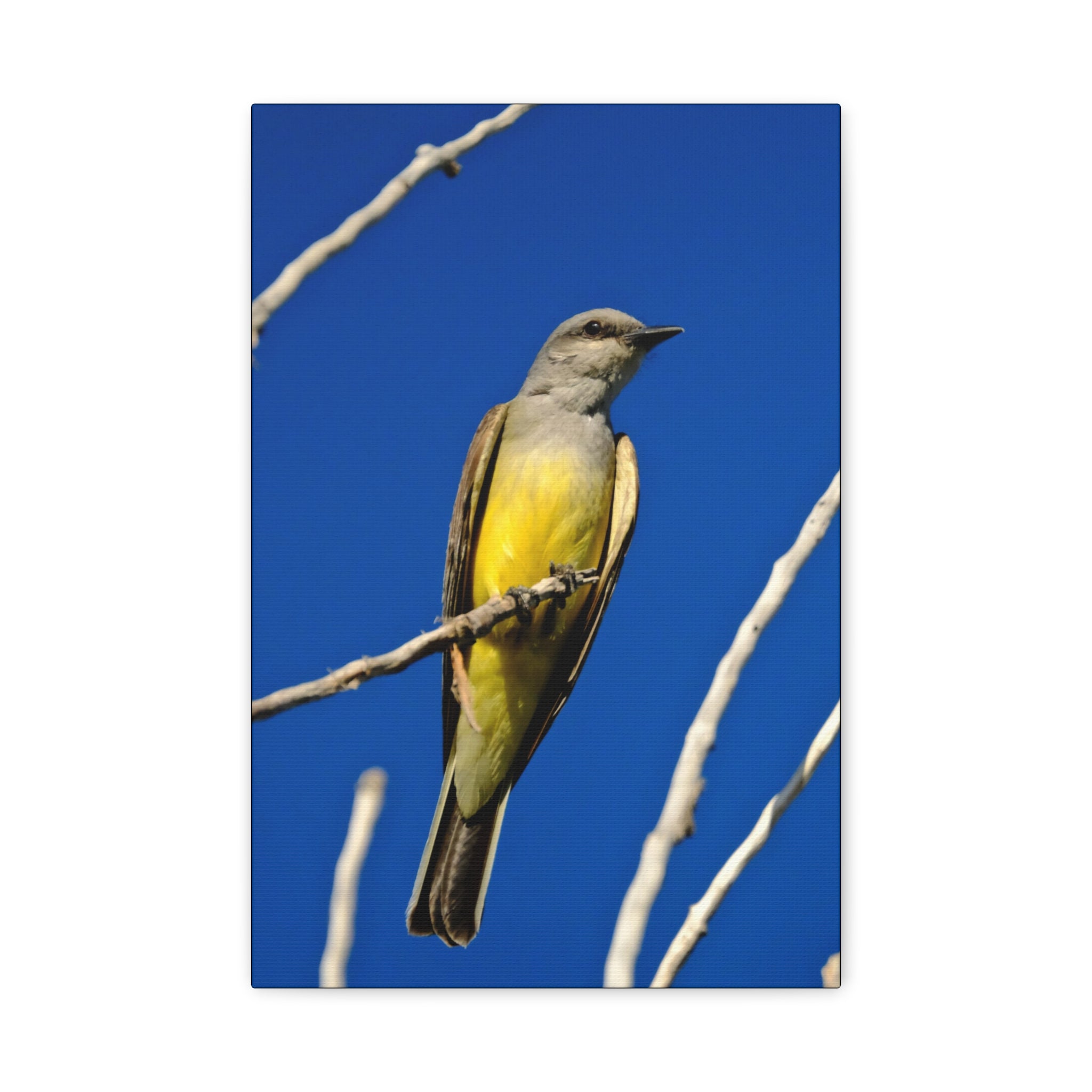 Western King Bird Canvas Print – Yellow & Gray Wildlife Wall Art