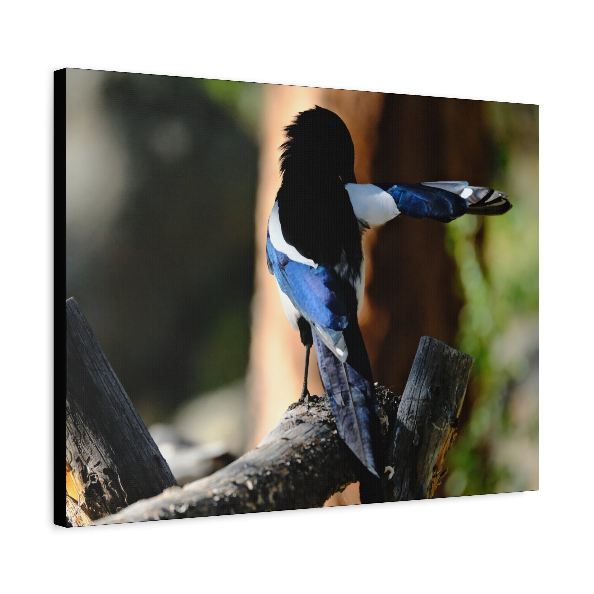 Black-billed Magpie Wildlife Canvas Print — Matte Stretched Wall Art