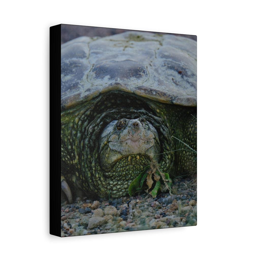 Snapping Turtle Matte Canvas Print – Wildlife Photography Wall Art