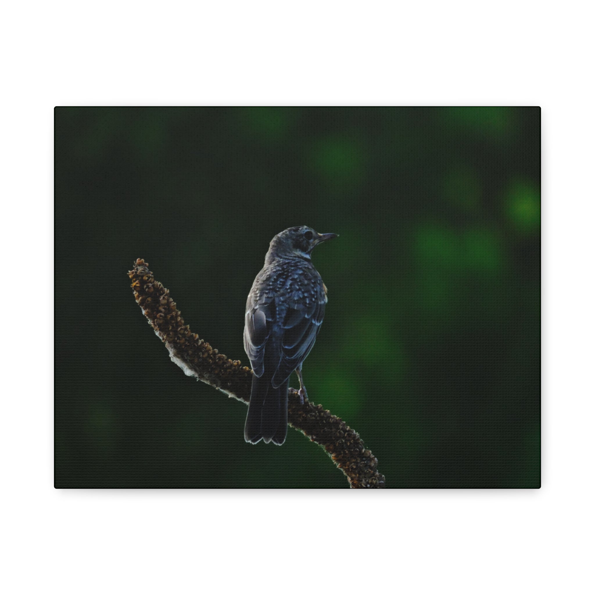 Robin on Branch Matte Canvas Wall Art — Moody Nature Photography Print