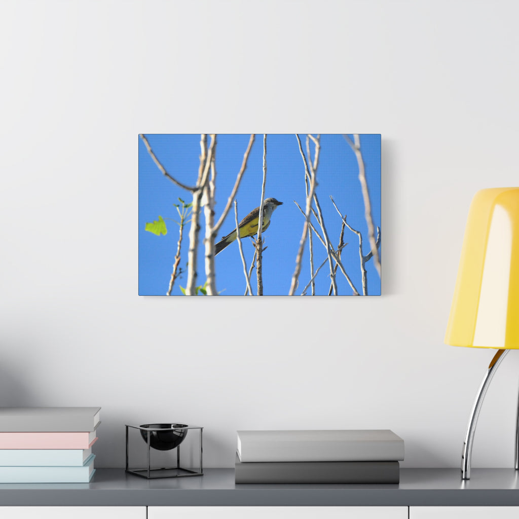 Western King Bird Horizontal Matte Canvas, Stretched, 1.25"