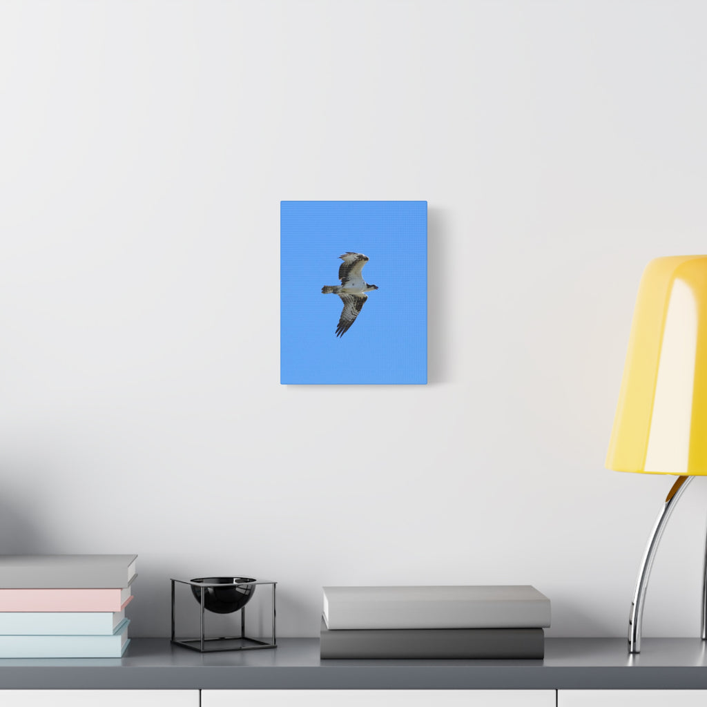Osprey in Flight Matte Canvas Print — Stretched Wall Art