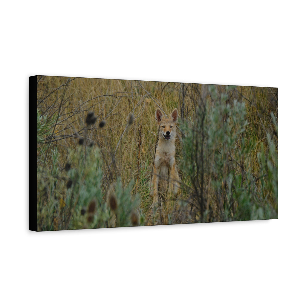Friendly Face In The Wild - Coyote in Tall Grass Matte Canvas Wall Art