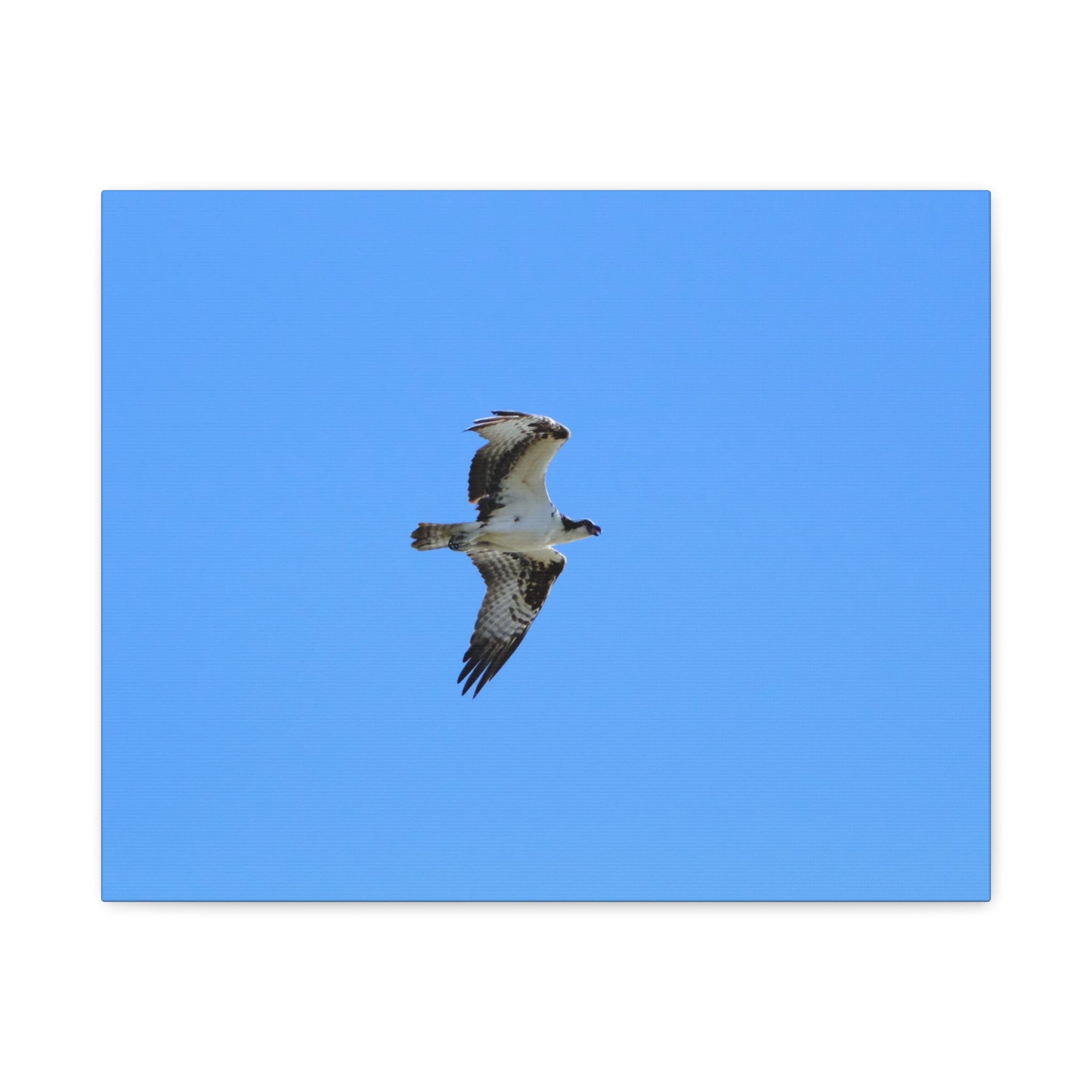 Osprey in Flight Matte Canvas Print — Stretched Wall Art