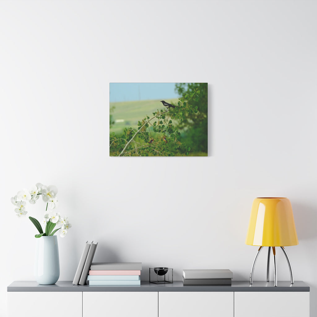 Magpie & Bullock's Oriole resting Matte Stretched Canvas Wall Art
