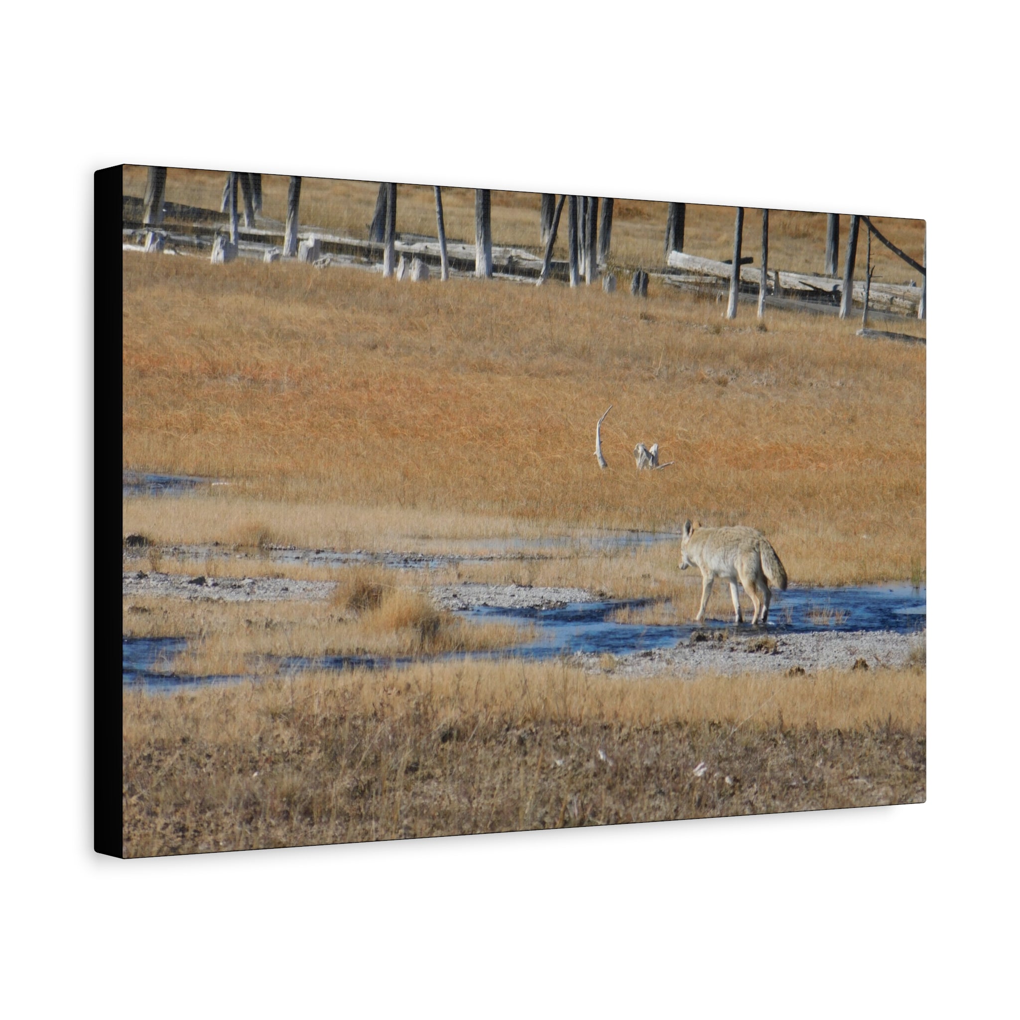 Coyote Canvas Wall Art — Wildlife Landscape Matte Stretched Print