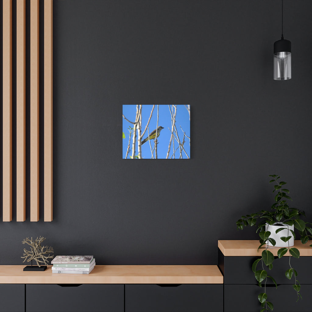 Western King Bird Horizontal Matte Canvas, Stretched, 1.25"