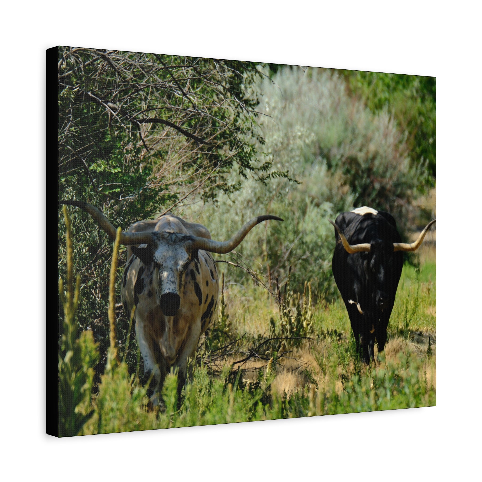 Long Horns on a Stroll - Matte Canvas, Stretched, 1.25"