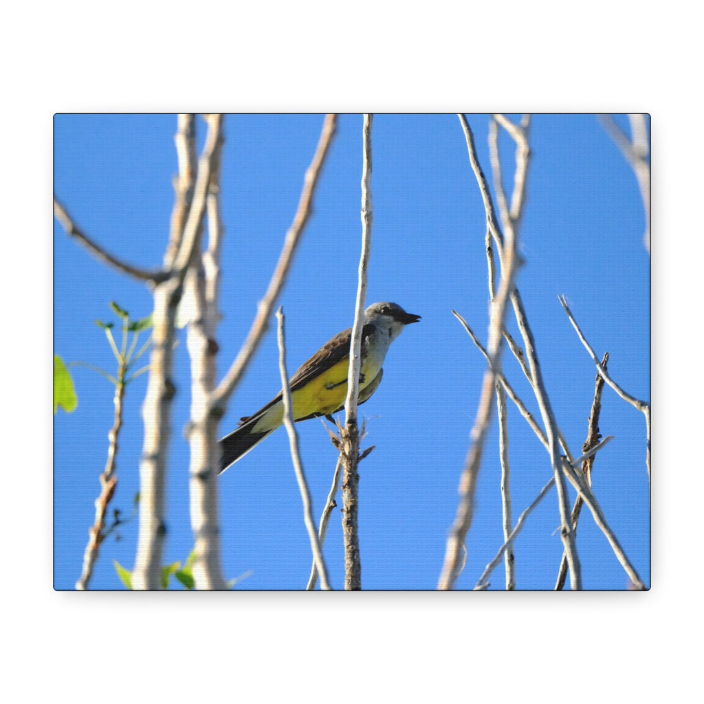 Western King Bird Horizontal Matte Canvas, Stretched, 1.25"